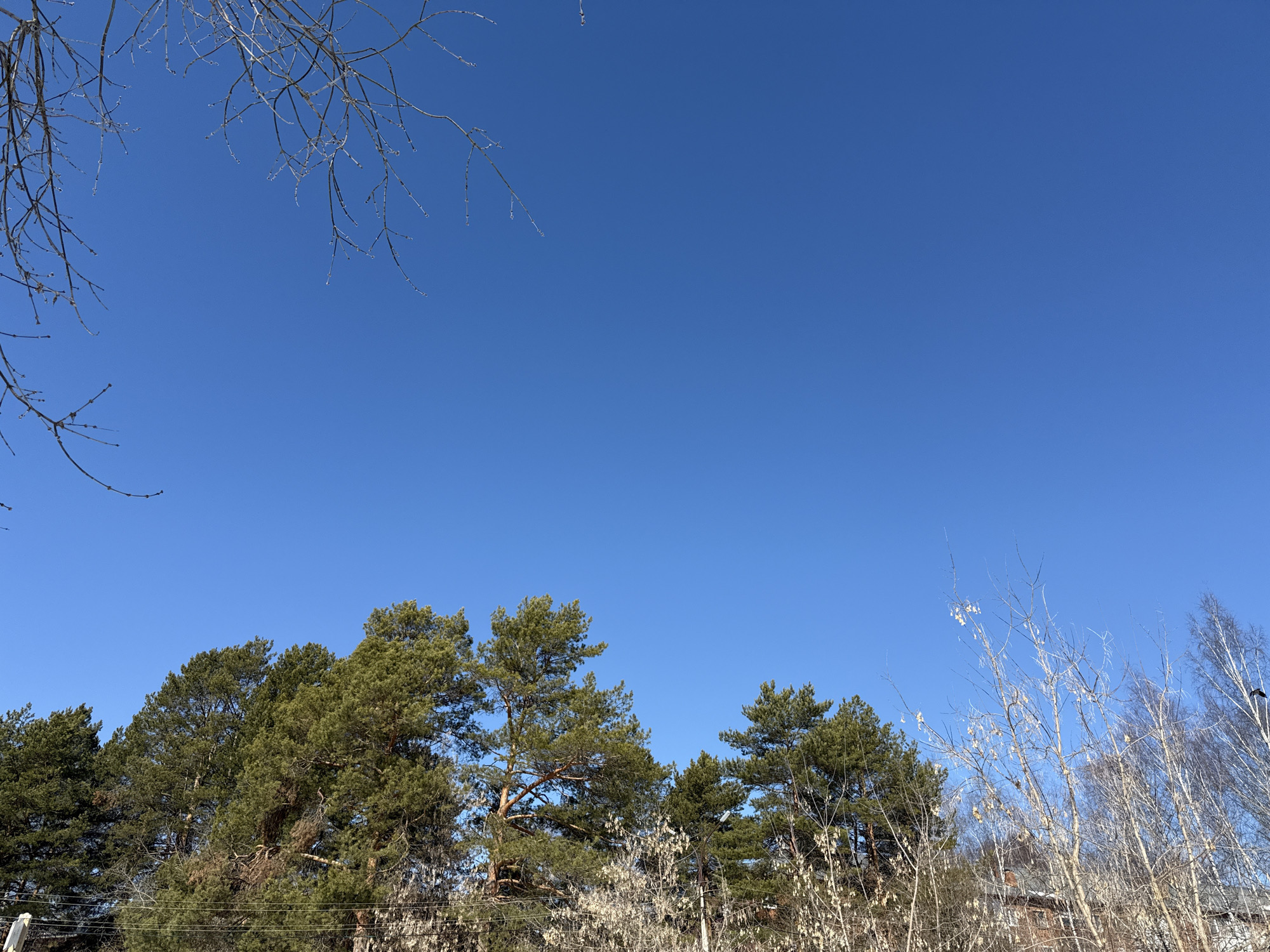 The scene captures an upward-looking perspective of a clear, cloudless deep blue sky above a treeline in Votkinsk, Russia, under direct sunlight. The upper two-thirds of the frame is occupied by the unobstructed sky. The lower third features a dense canopy of trees. Evergreen trees with dark green foliage are prominent on the left and center-left. To the center-right and right, a mix of deciduous trees with bare branches, some displaying light-colored catkins, are visible, including trees with white bark. Thin, leafless branches from an immediate foreground tree intrude into the upper corners of the frame. Multiple utility lines run horizontally across the lower portion of the treeline. A reddish-brown building is partially visible through the trees on the right. No persons, specific actions, or interactions are discernible.