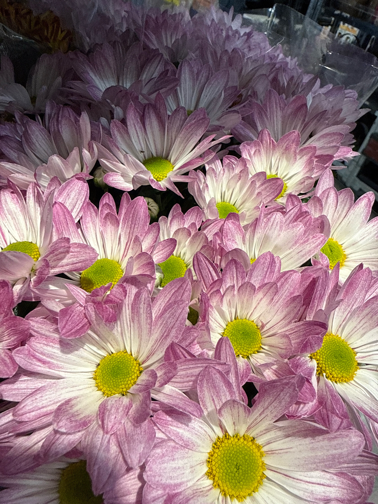 A close-up, overhead shot captures a dense bouquet of pink and white chrysanthemums. The flowers, arranged tightly, fill the frame with their layered petals and bright green centers. The image focuses on the textures and vibrant colors of the blossoms, with the background obscured by the mass of flowers and dark shadows. The scene is devoid of any specific landmarks or indications of its location in Göttingen, Germany. There are no people or actions depicted, only the static beauty of the floral arrangement.