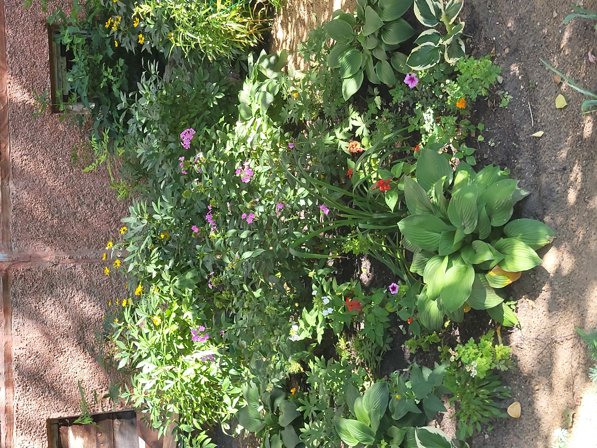 The image shows a garden bed in front of a textured, pinkish-brown wall with a wooden window frame on the left and a smaller, more weathered wooden window frame higher up on the right. The garden bed is filled with a variety of green foliage and several small, colorful flowers including pink, yellow, orange, and red blooms. Large, broad green leaves dominate the foreground, with smaller, more delicate plants and flowers interspersed throughout. The ground is dark soil, with some dry leaves scattered on the surface. Sunlight casts dappled shadows on the wall and the garden. The scene appears to be an outdoor residential or public garden area. The location is specified as Petropavl, Kazakhstan.