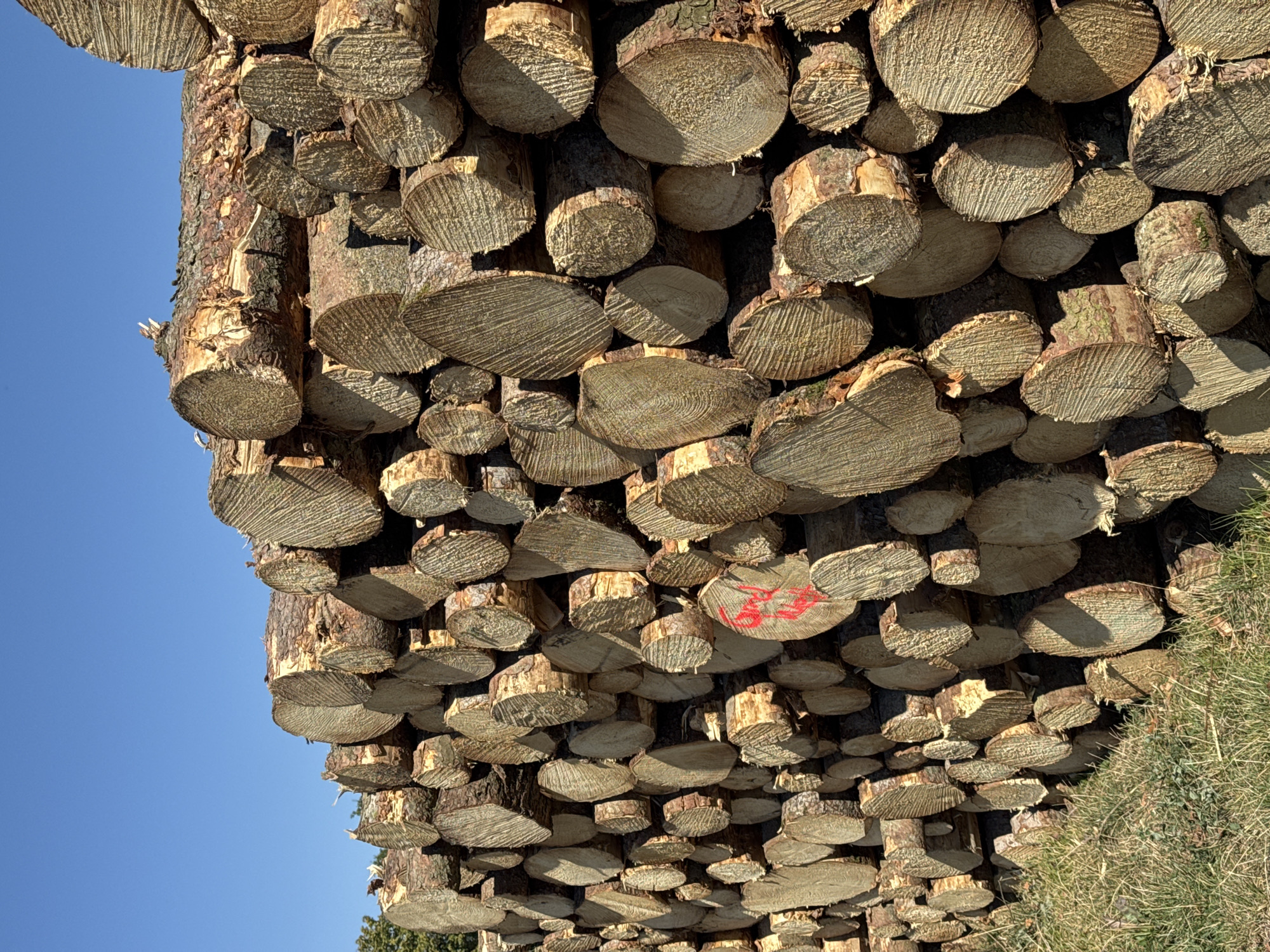 A large stack of freshly cut logs is piled high against a clear blue sky. The logs are various in size and diameter, with the rough texture of bark visible on many. Some of the logs show evidence of recent sawing, with visible striations on their ends. One log in the middle of the stack has red writing on it, appearing to be the word "Sod". The logs are stacked in a rough, natural manner, creating a dense wall of wood. The scene is likely in a rural area, possibly near a forest, as suggested by the natural setting and the unprocessed state of the timber. This image was taken in Wettstetten, Germany.