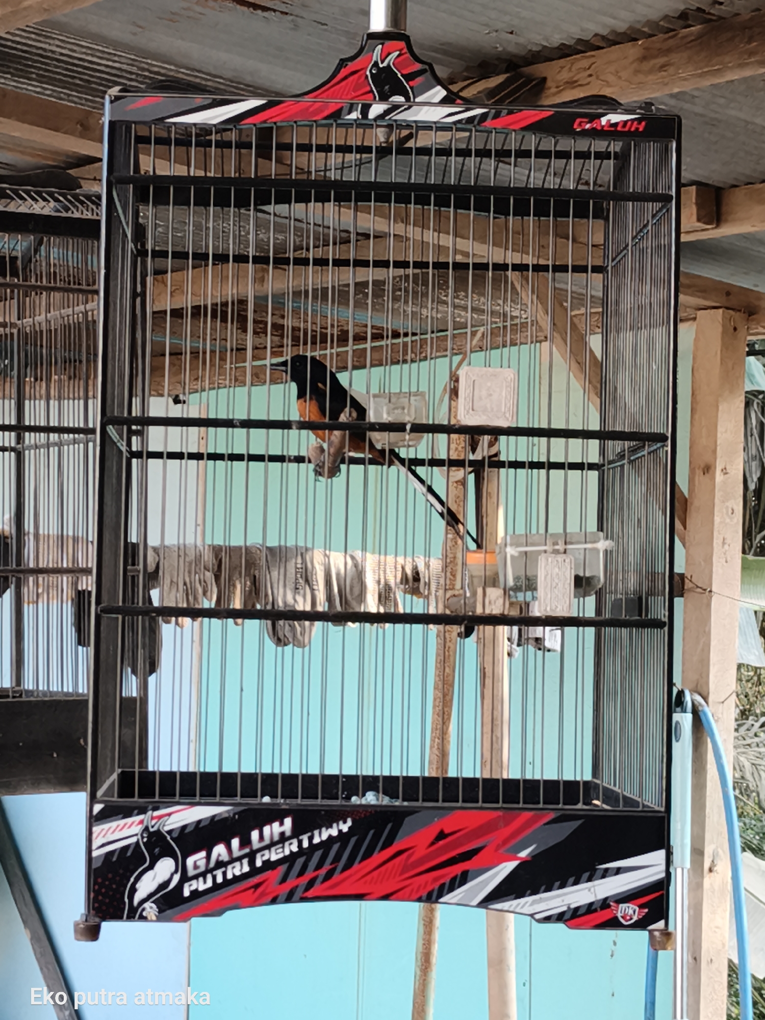 A bird is perched in a black metal cage. The cage is decorated with red and white graphics, including the words "GALUH PUTRI PERTIWY". The bird has black and orange plumage. The cage is situated outdoors, with a corrugated metal roof overhead and wooden support beams visible. A light blue hose is attached to the side of the cage. The background is a light blue wall. Text at the bottom left of the image reads "Eko putra atmaka".