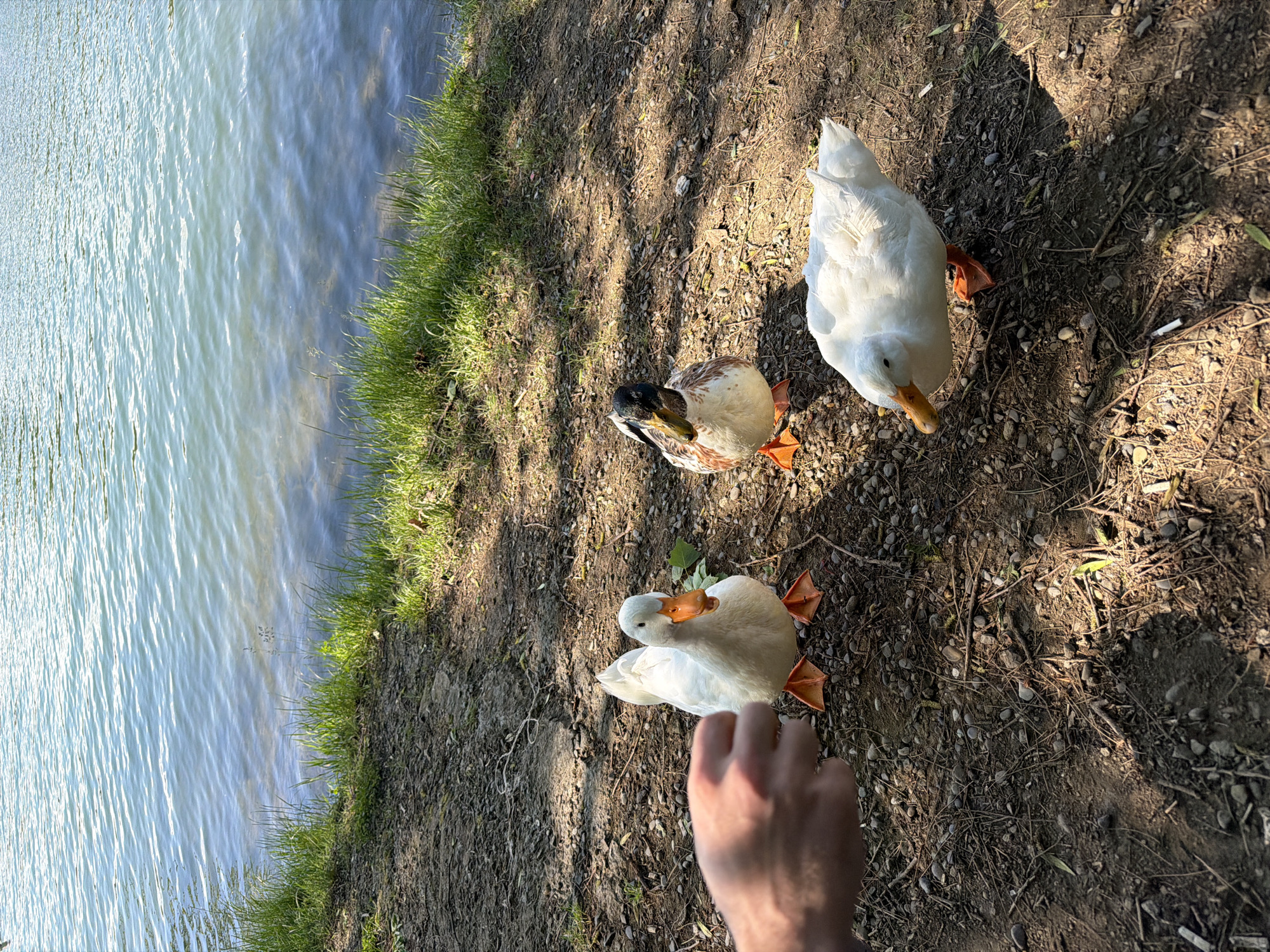 The image depicts three ducks near a body of water. Two of the ducks are white, and one has brown and black markings. A person's hand is visible near one of the white ducks. The ground is covered in dirt, small rocks, and debris. There is grass along the water's edge. The location is Tbilisi, Georgia.