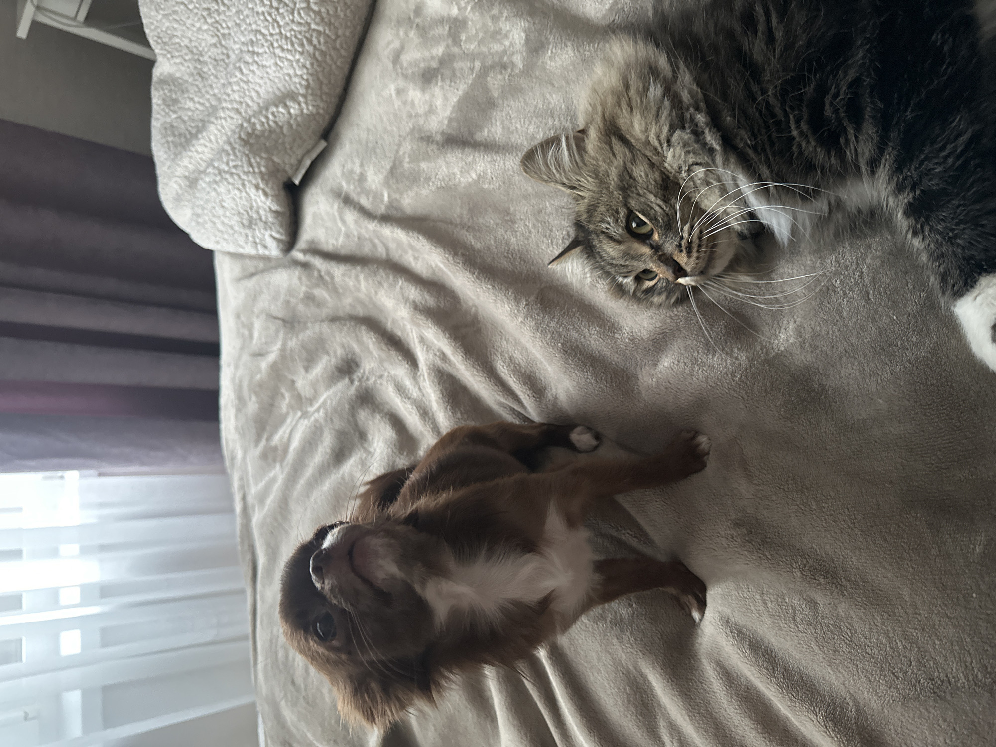 A brown long-haired chihuahua puppy is looking up attentively while standing on a beige, textured blanket. To the right, a fluffy tabby cat with green eyes is lying down on the same blanket, looking towards the left. The background shows a window with sheer white curtains and darker purple curtains, suggesting an indoor setting, possibly a bedroom. The overall impression is one of domestic comfort.