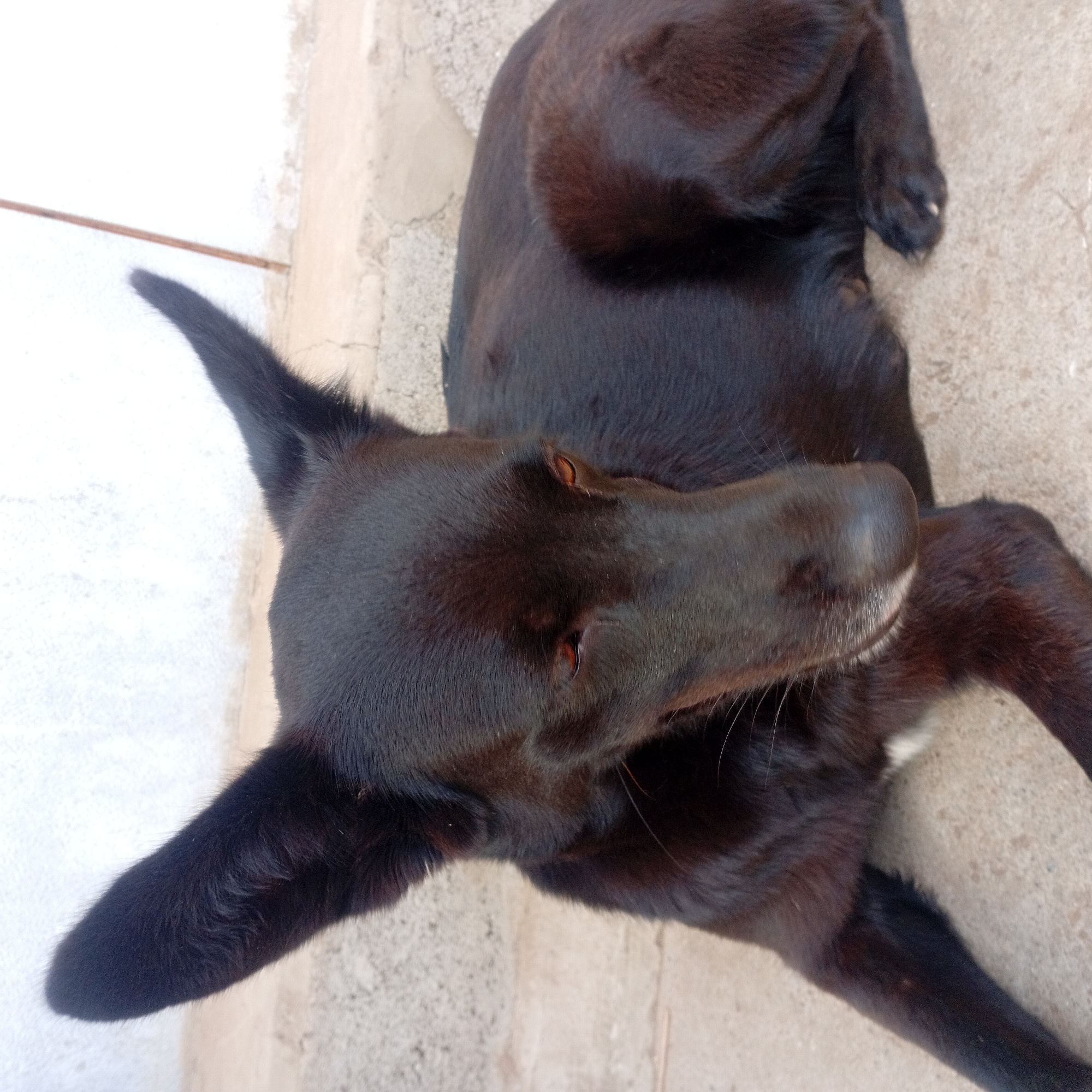 A black dog lies on a light gray concrete surface. The dog is positioned so that its head and forelegs are facing the upper left corner of the image. The dog's ears are perked up and its eyes are open. The dog's fur is short and glossy. The concrete surface is cracked and uneven. The location of the scene is Unknown, Unknown.