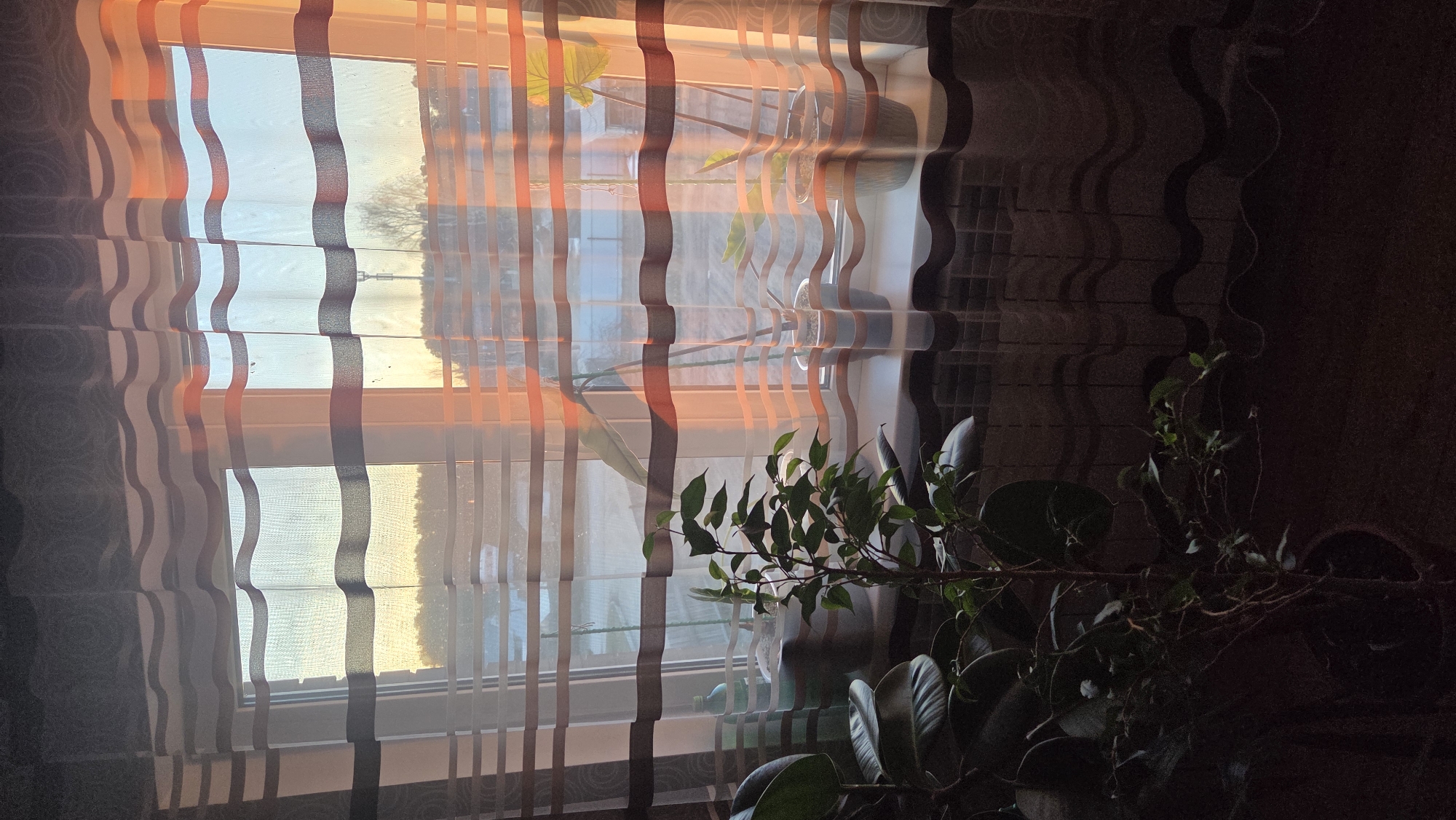 The image captures an indoor window scene bathed in the warm, golden light of what appears to be late afternoon or early morning. Sunlight streams through sheer, striped curtains that feature alternating translucent and opaque vertical bands, some with distinctive wavy edges. These curtains create a play of light and shadow across the room.
Outside the window, the bright, soft light reveals a glimpse of the outdoors, including the silhouette of a tree or shrub against a clear sky, and potentially distant elements of a building or landscape. On the windowsill, several potted plants are visible, softly blurred by the translucent curtain fabric. In the foreground, to the right, a larger houseplant with lush green leaves and branches extends into the frame, catching some of the diffused light.
The interior space to the right of the window is cast in deep shadow, revealing a dark, textured wall, possibly tiled. No people are visible, and there is no discernible text. The overall atmosphere is tranquil and warm, emphasizing the beauty of natural light filtering into a domestic space. The location context for this scene is Chaikovsky, Russia.