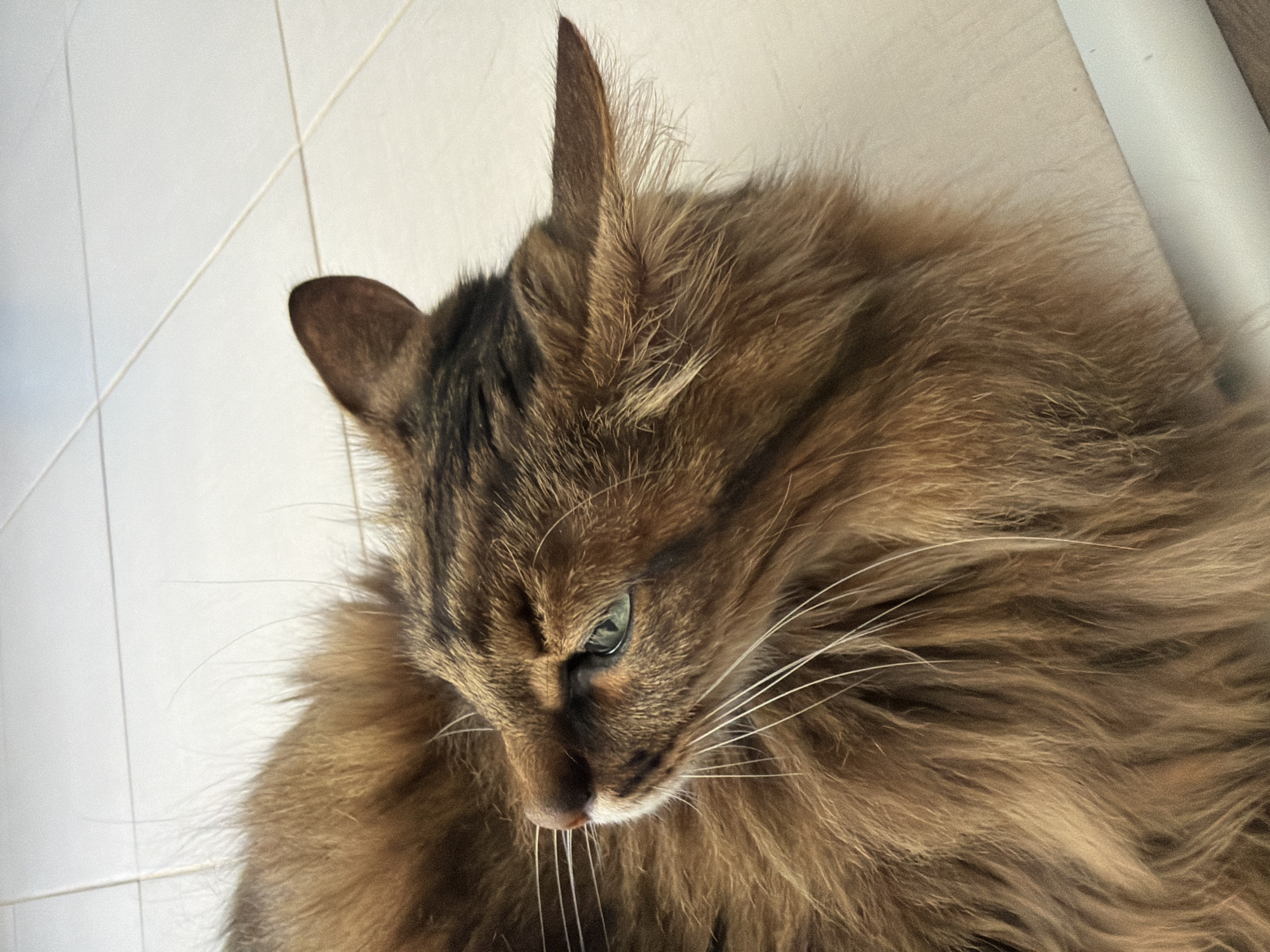 The image shows a close-up, high-angle shot of a long-haired tabby cat lying on a tiled floor. The cat is primarily brown and black, with striking green eyes and white whiskers. Its fur is voluminous and appears soft. The tiled floor is light-colored, with visible grout lines. The lighting suggests an indoor setting, possibly a home. There are no people or other animals visible in the image, nor any indicators of the specific location within Kyiv, Ukraine.