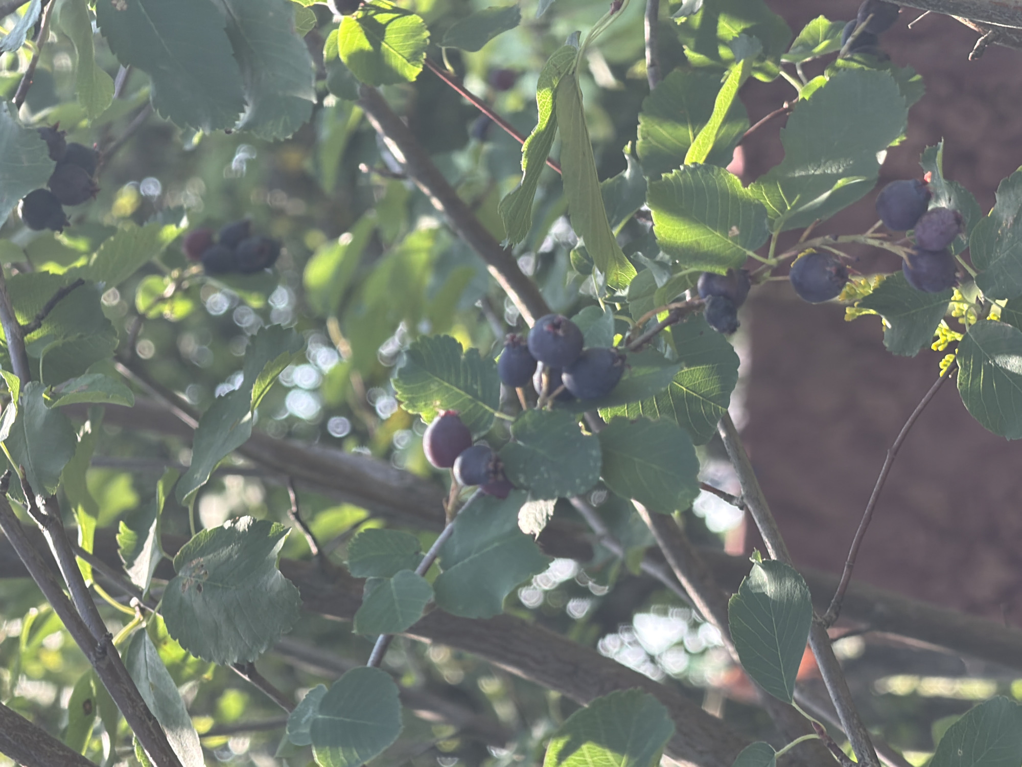 The image shows a close-up of a tree branch with dark purple berries and green leaves. The berries are clustered together, some appearing ripe and others less so. Sunlight filters through the leaves, creating bright highlights and dappled shadows. The background is blurred, with hints of brown and green, suggesting foliage and possibly a building or fence. The scene appears to be outdoors in a natural setting. No people are visible.
