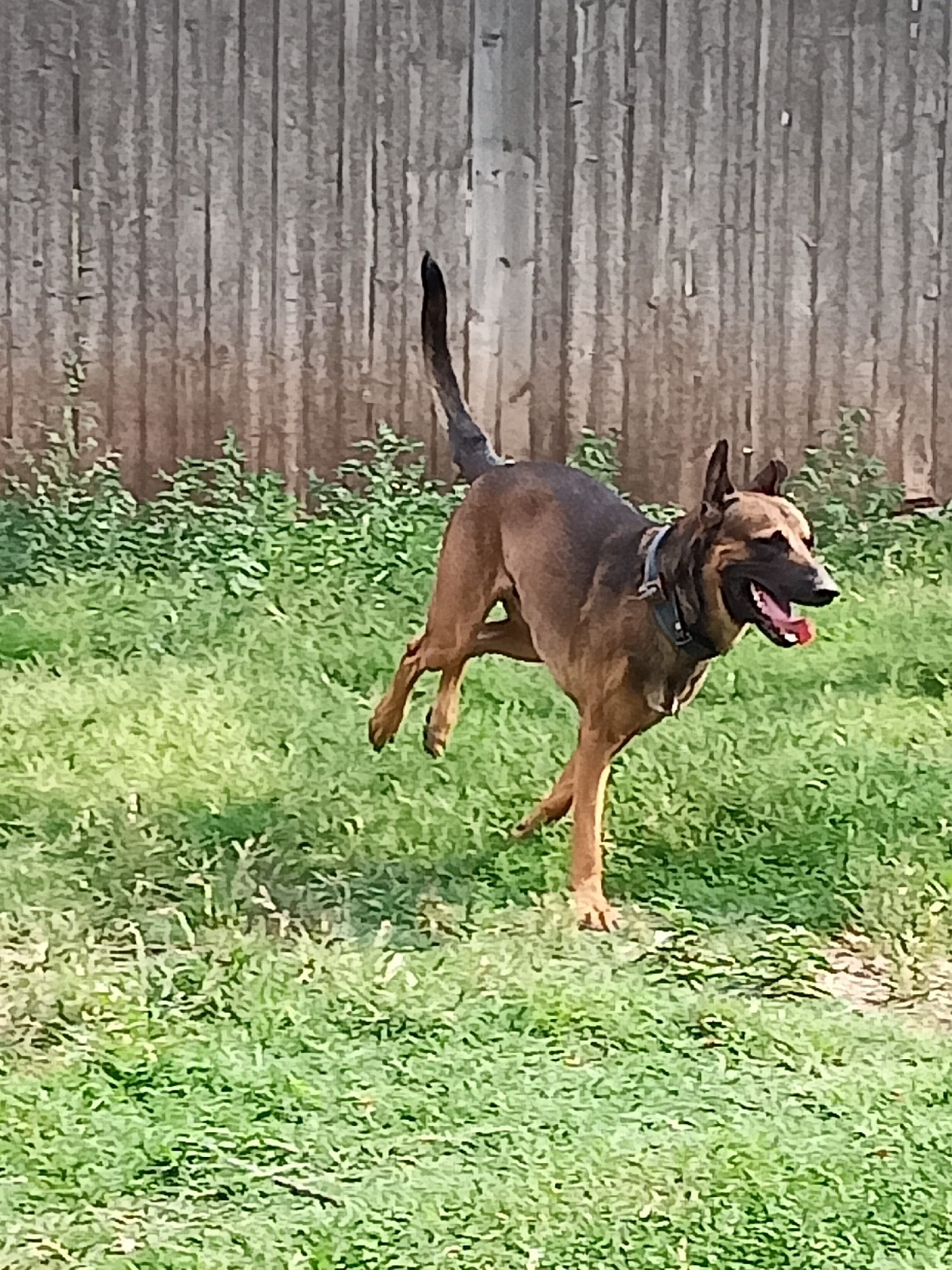A medium-sized, brindle-colored dog with black markings on its face is captured in mid-leap across a grassy yard. The dog's tongue is hanging out, suggesting exertion or excitement. It is wearing a dark collar with a leash attachment. Behind the dog is a wooden fence, weathered and gray, with vertical planks. Green bushes and grass fill the foreground and mid-ground, suggesting an outdoor setting. The lighting indicates it is daytime. The image was captured in Amarillo, United States of America.