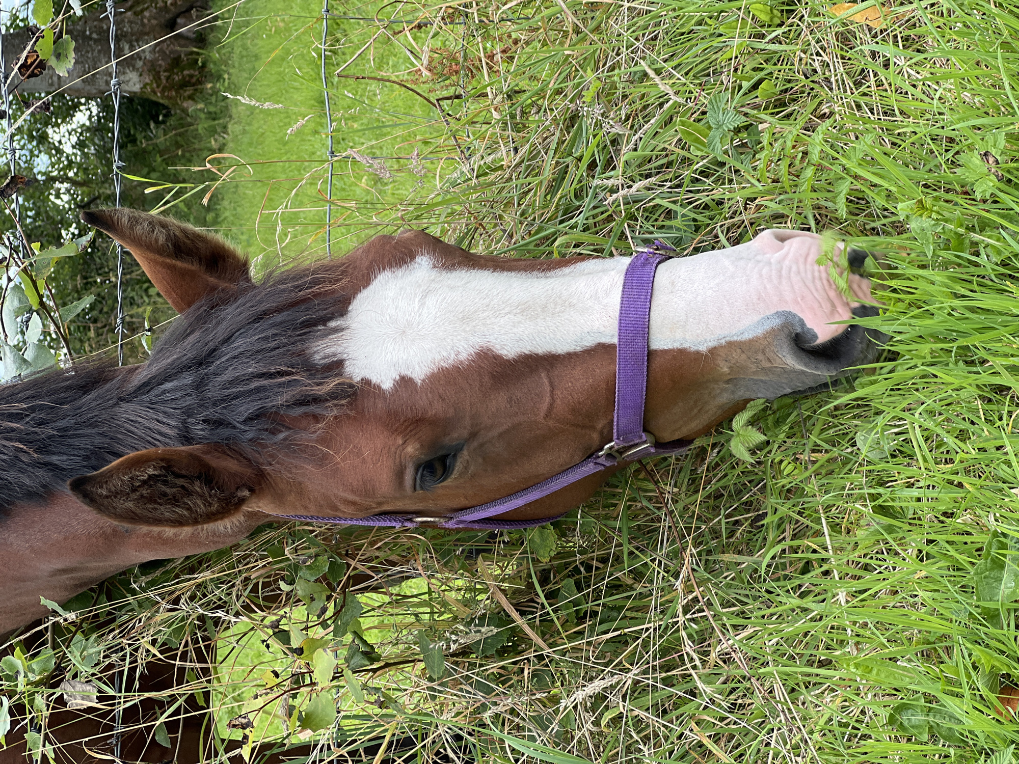 A brown horse with a white blaze on its face and a purple halter is grazing in a field of tall green grass. The horse's head is lowered towards the grass, and its eyes are visible. A barbed wire fence runs horizontally across the image behind the horse. In the background, trees and foliage are visible, suggesting a rural setting. The location is identified as Mountcharles, Ireland.