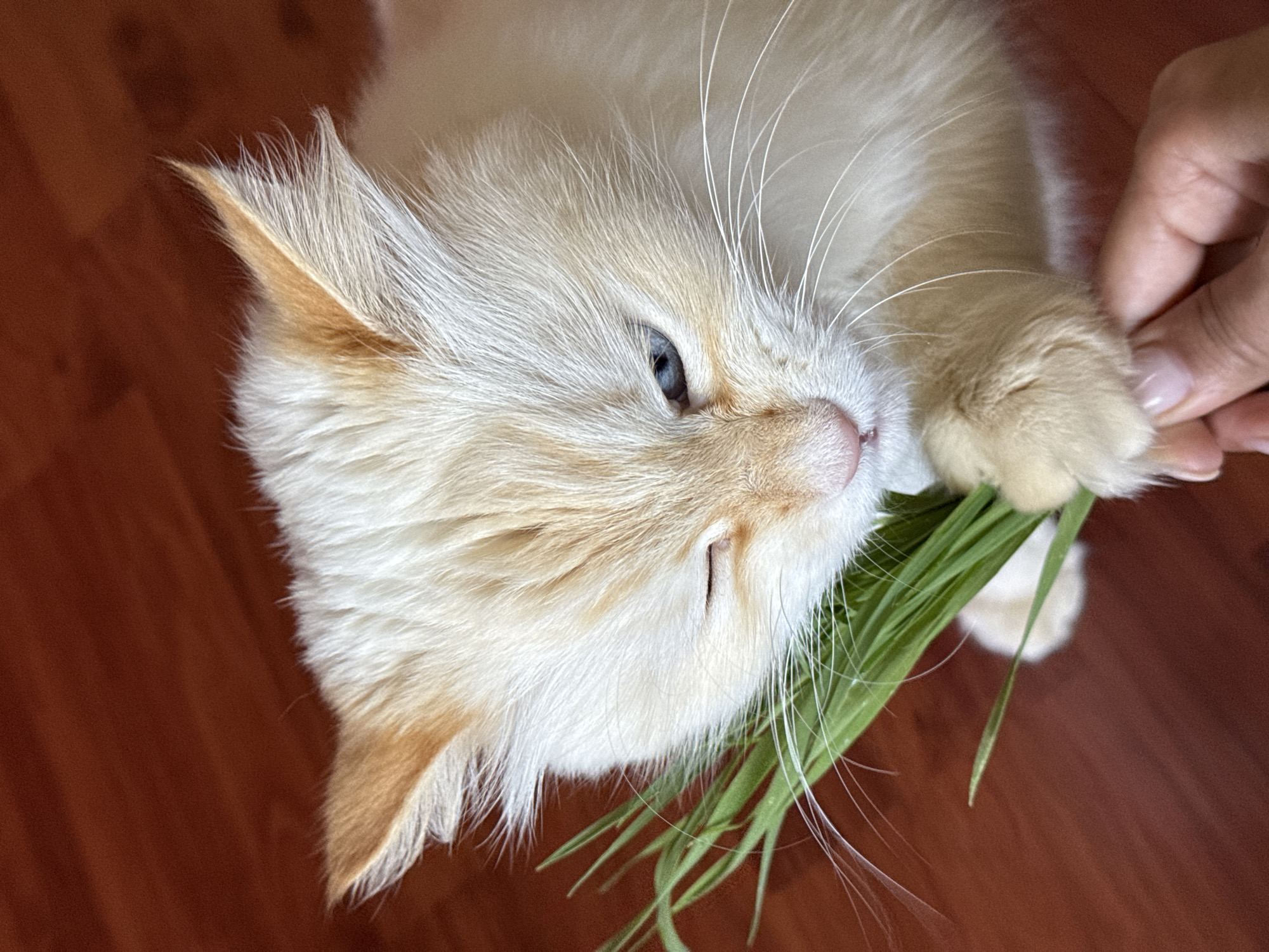 A close-up, high-angle shot depicts a light-colored cat, likely a Flame Point or Cream Point Siamese, actively engaging with a bundle of fresh green grass. The cat lies on a reddish-brown wooden floor, indicating an indoor setting, presumably in Chaikovsky, Russia. Its fur is predominantly off-white or cream, with subtle ginger or light orange coloring visible on the tips of its ears, around its eyes, and on its muzzle. The cat possesses striking blue eyes, one of which is clearly visible and directed towards the grass, while the other is partially closed or squinting. Prominent white whiskers fan out from its face.
A human hand, with light skin and neatly kept nails, is partially visible on the right side of the frame, holding the green grass for the cat. The cat has its front paw curled around a portion of the grass, and its mouth is slightly open, suggesting it is either chewing or about to chew the greenery. The scene conveys a sense of peaceful interaction and contentment, with the cat seemingly enjoying the natural treat. The lighting is soft and natural, consistent with daytime indoors. No text is visible in the image.