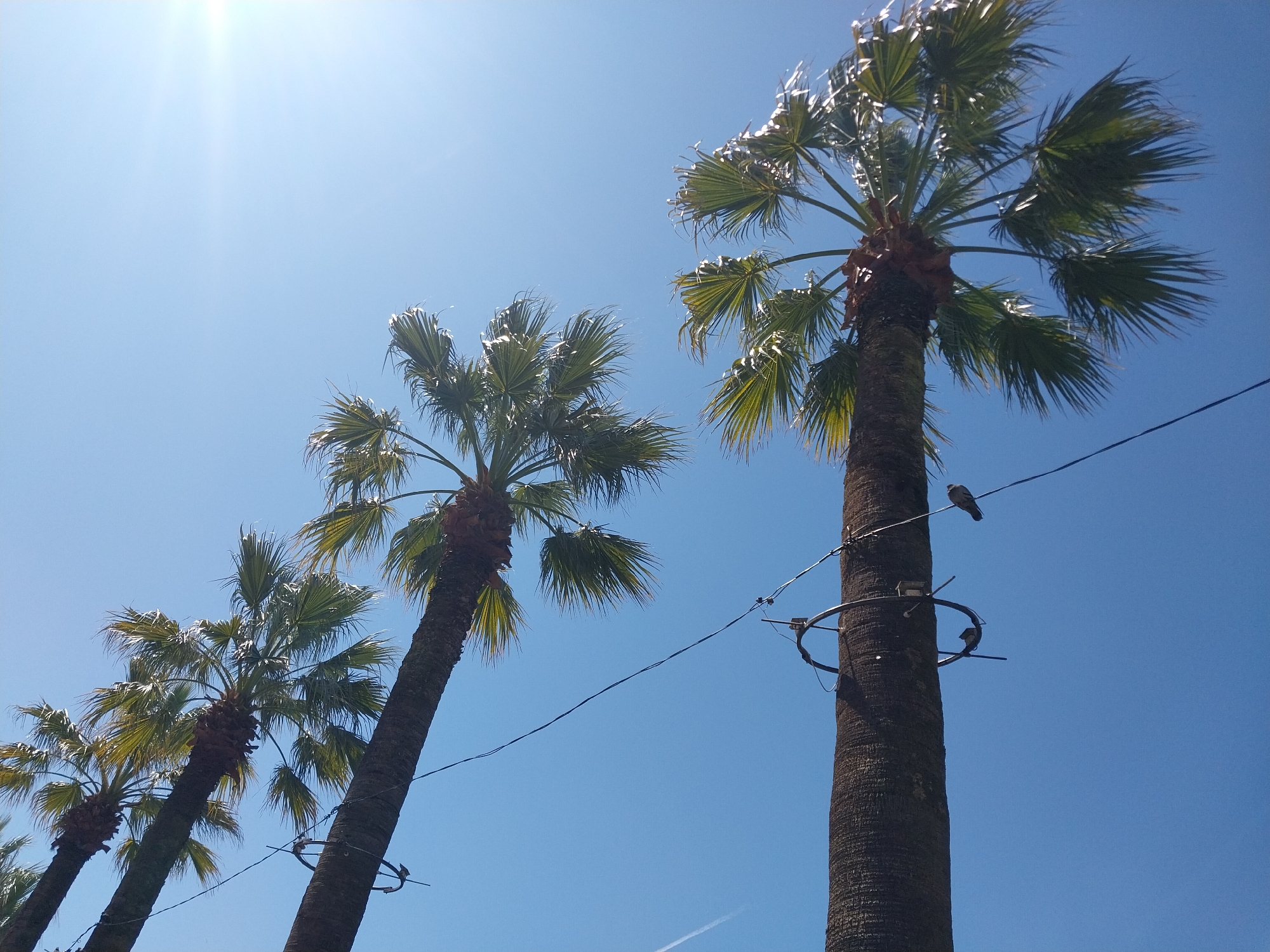 This upward-angled shot captures a vibrant blue sky with a strong sun flare emanating from the top left corner. Four tall palm trees dominate the scene, their trunks and fronds silhouetted against the bright sky. The palm trees are arranged diagonally, appearing to stretch from the lower left to the upper right of the frame, suggesting a row or avenue.
The palm trees are characterized by their sturdy, textured trunks and lush, fan-shaped fronds that catch the sunlight, creating bright highlights. On the rightmost and largest palm tree, several metal rings are secured to the trunk, with black wires extending between the trees. A small, dark bird, possibly a pigeon, is perched on one of these wires, near the top of the largest tree. Another faint, dark shape resembling a bird is visible on a lower wire connected to the second largest tree from the right. A faint, white contrail from an aircraft is visible in the bottom right of the clear sky.
The scene depicts a bright, sunny day, likely in a tropical or subtropical setting, consistent with the location context of Sochi, Russia. The clear sky and strong sunlight evoke a sense of warmth and outdoor activity. There is no visible text in the image.