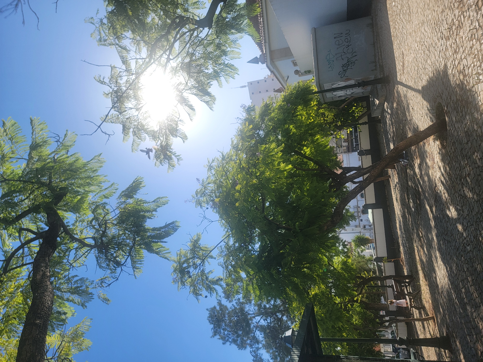 In Faro, Portugal, an outdoor scene unfolds beneath a clear blue sky, with the sun shining brightly and partially obscured by lush green tree branches. The ground is paved with cobblestones, and sunlight casts dappled shadows. A small, light-colored building with a red-tiled roof and white walls is visible on the right, with some graffiti on its exterior. To the left, a dark metal lamp post stands near a bench where a young person in a light-colored dress is seated. Several trees, with feathery green leaves, dominate the foreground and midground. In the distance, a taller building with multiple floors and a spire can be seen. Two birds are flying in the sky.