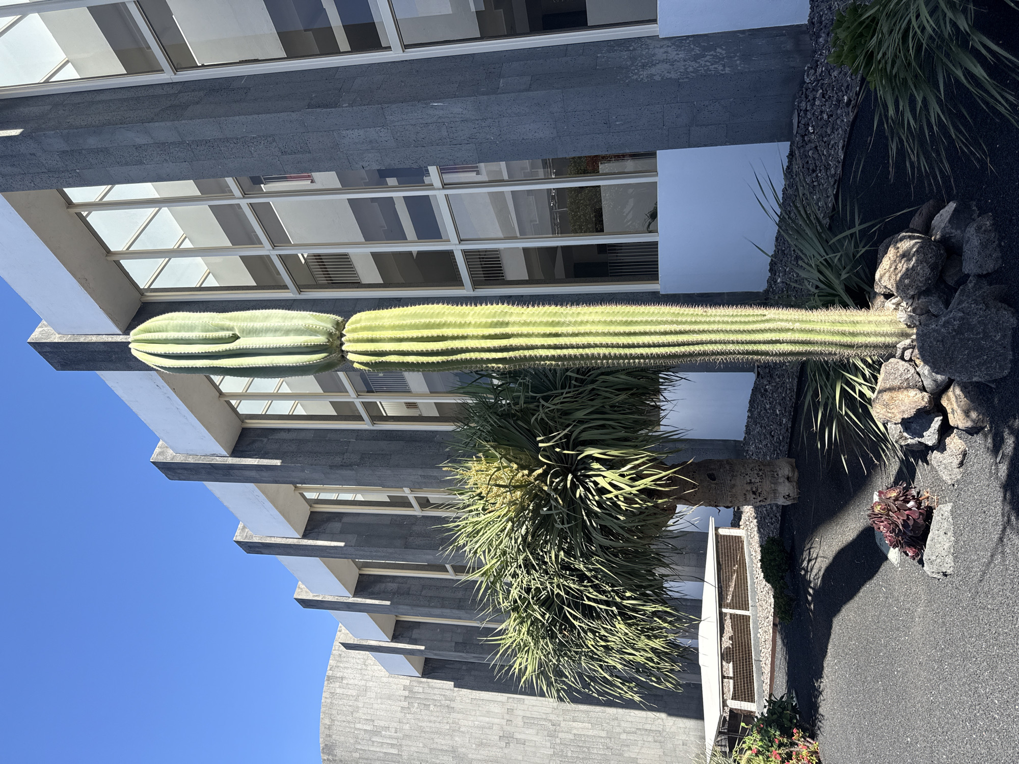 The image depicts a unique architectural setting in Tías, Spain. A long, cylindrical cactus lies horizontally against a modern building, which has a gray stone facade and a glass-paneled upper section. A yucca-like plant grows beneath the cactus. The ground is dark and rocky, with scattered stones and some smaller succulents. A small, white, cage-like structure is situated near the ground vegetation. The sky is clear and blue.