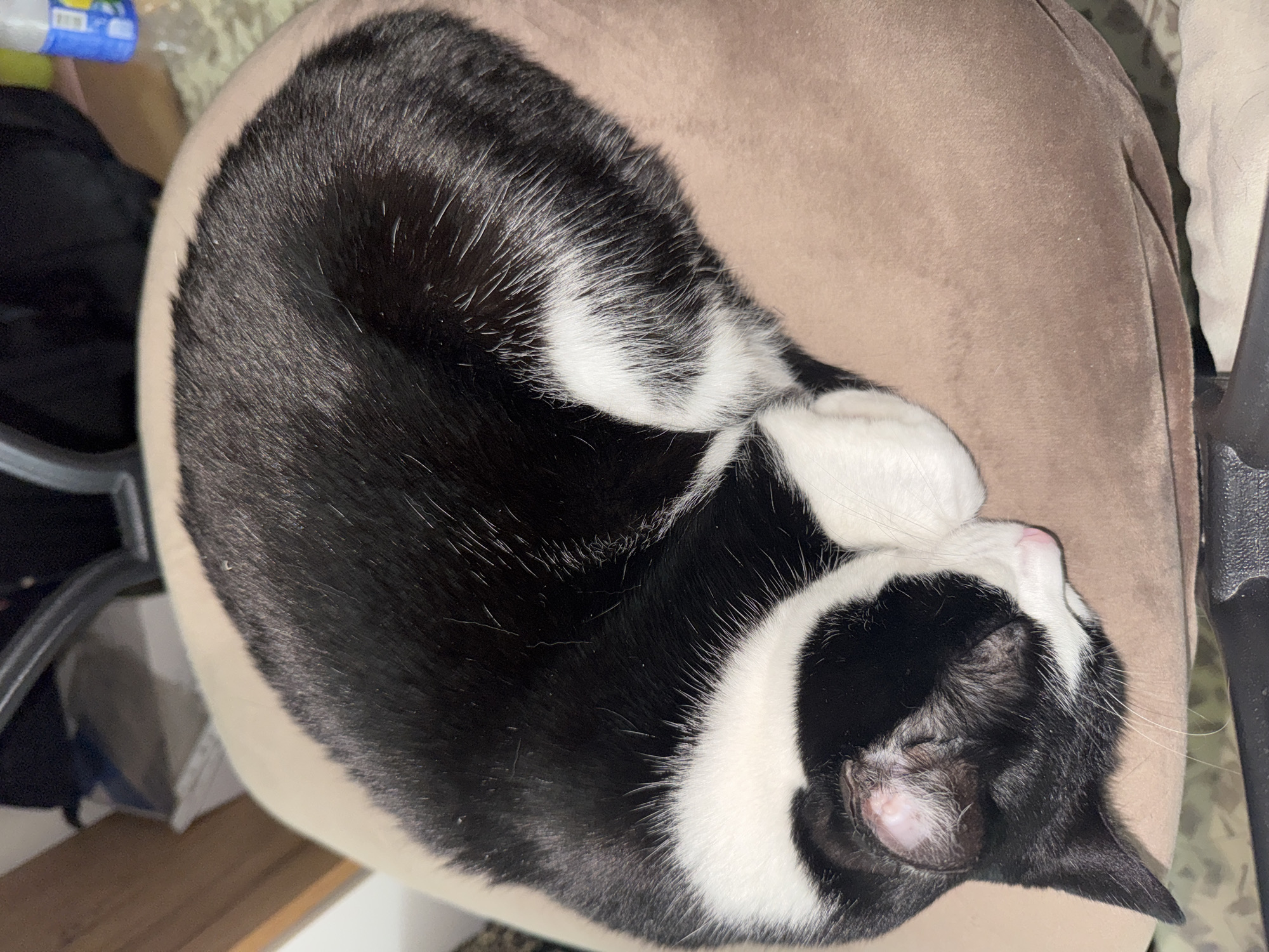 A black and white cat is curled up asleep on a tan, cushioned chair. The cat is positioned mostly within the center of the frame. Some items, including a blue container, can be seen in the blurred background. The image does not contain sufficient information to identify a location in Chaikovsky, Russia.
