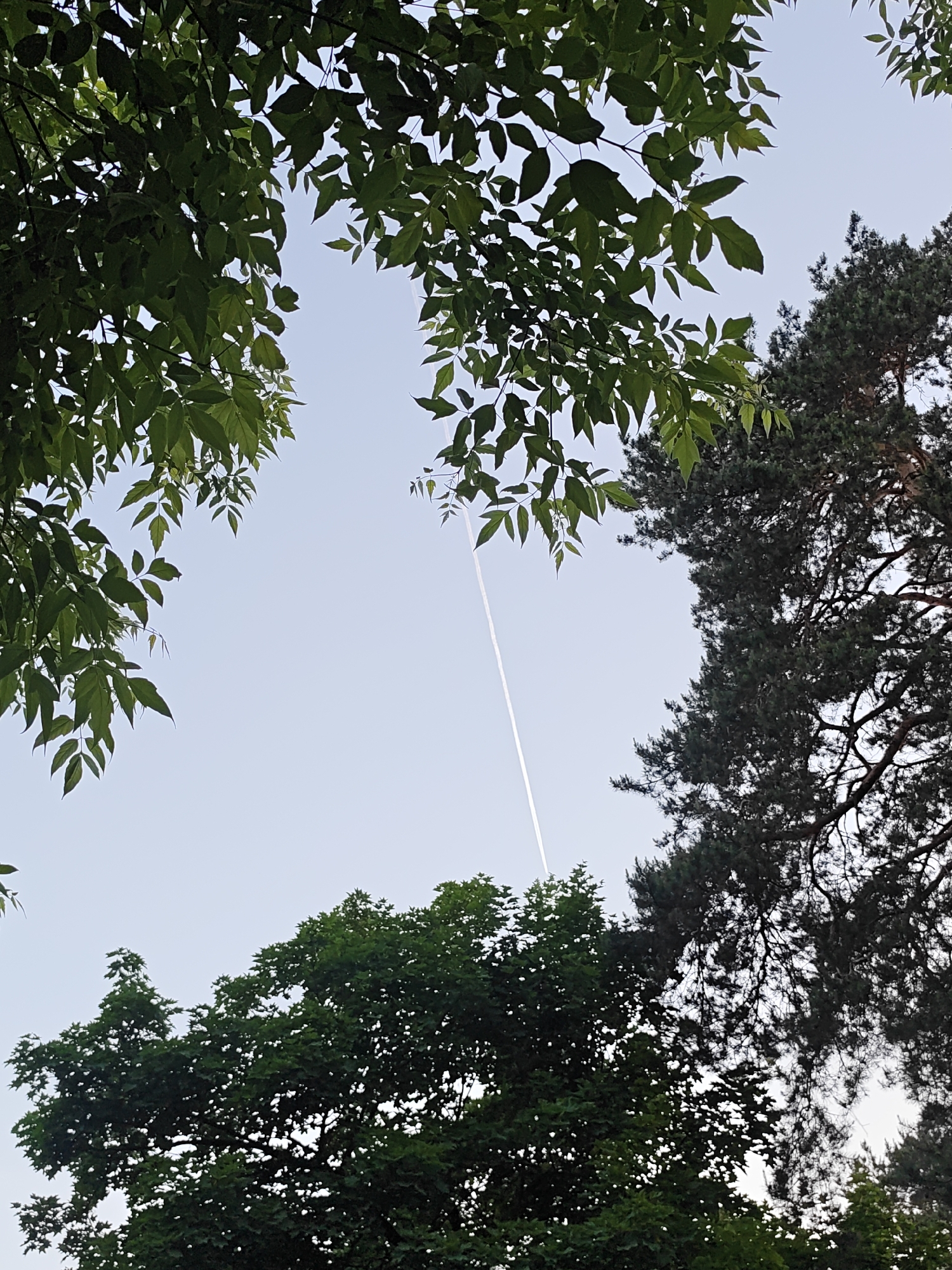 This image captures an upward perspective of the sky framed by diverse tree canopies in Kratovo, Russia, under daylight conditions. The central and upper portions of the frame reveal a clear, light blue sky. A single, linear white contrail from an aircraft is visible, extending diagonally from the upper-center towards the lower-right of the frame. The upper-left quadrant and parts of the top edge are densely populated with the green foliage of a deciduous tree, characterized by distinctly shaped leaves. Along the right side, a substantial section of a dark green coniferous tree, likely a pine, is visible, extending from the mid-right to the upper-right, showcasing its dense needle-like foliage and darker branch structure. A cluster of dark green deciduous tree foliage also occupies the lower edge of the image. No human subjects, animals, or man-made structures are present within the visible scene, apart from the atmospheric trace of the aircraft.