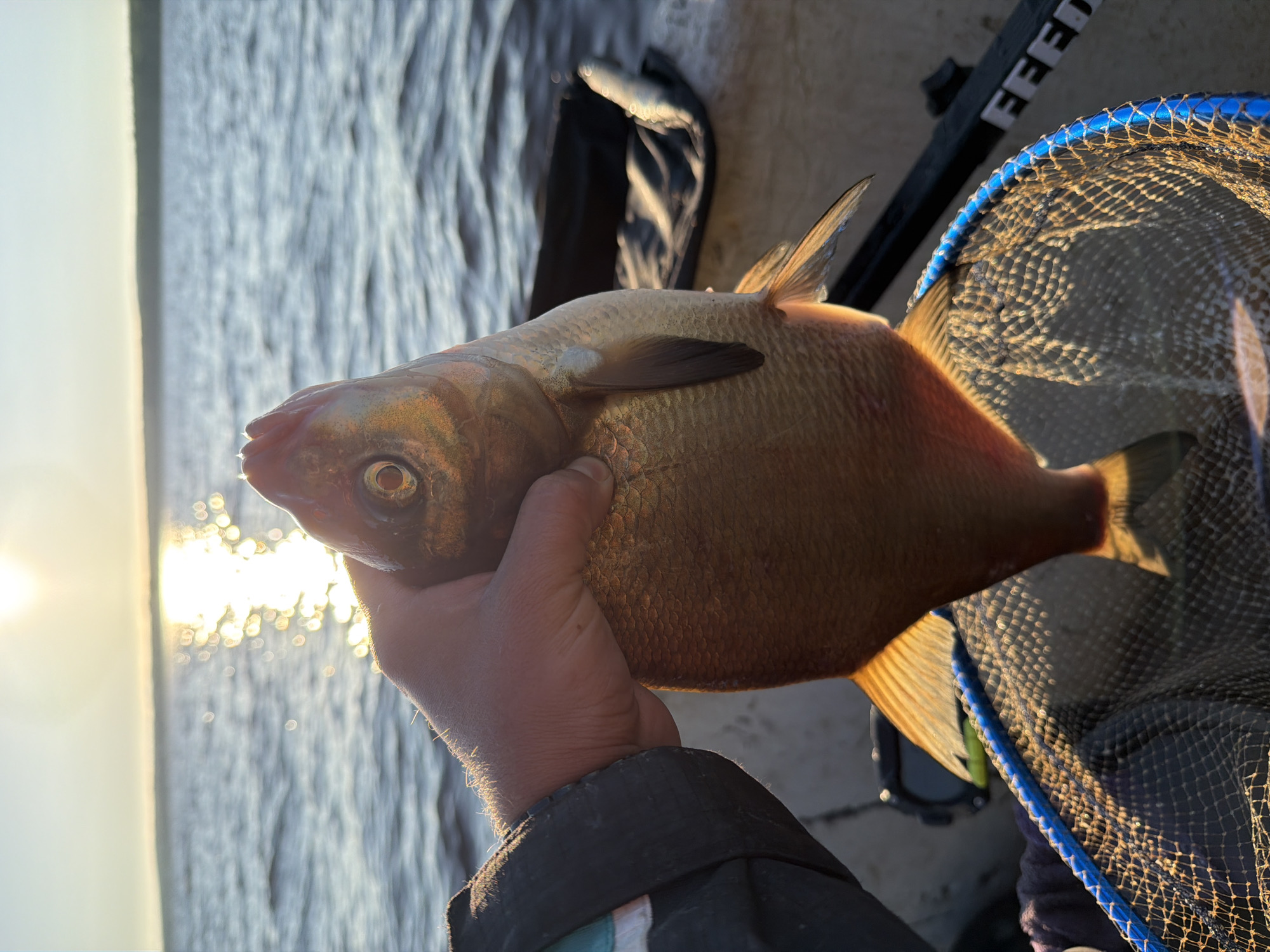In Chaikovsky, Russia, a person holds a freshly caught fish in their hand. The fish, a bream, is golden in color and has large scales. It is held over a blue fishing net, which is resting on the deck of a boat. In the background, the sun is setting over a large body of water, likely the Kama River, casting a golden glow on the scene. The sky is clear, with a few wispy clouds. The overall impression is one of a successful fishing trip on a beautiful evening.