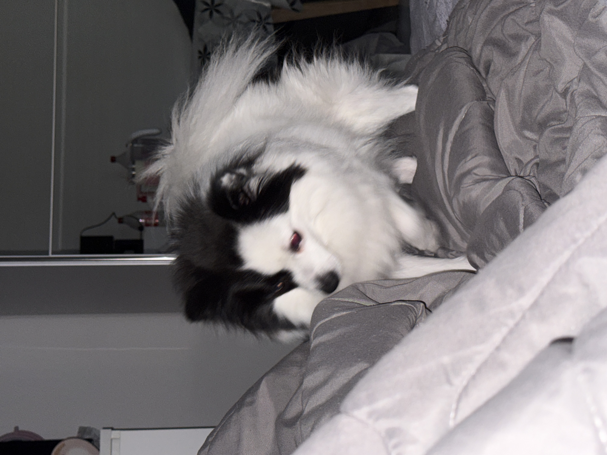 A black and white dog lies on a gray blanket. The location cannot be determined from the image.