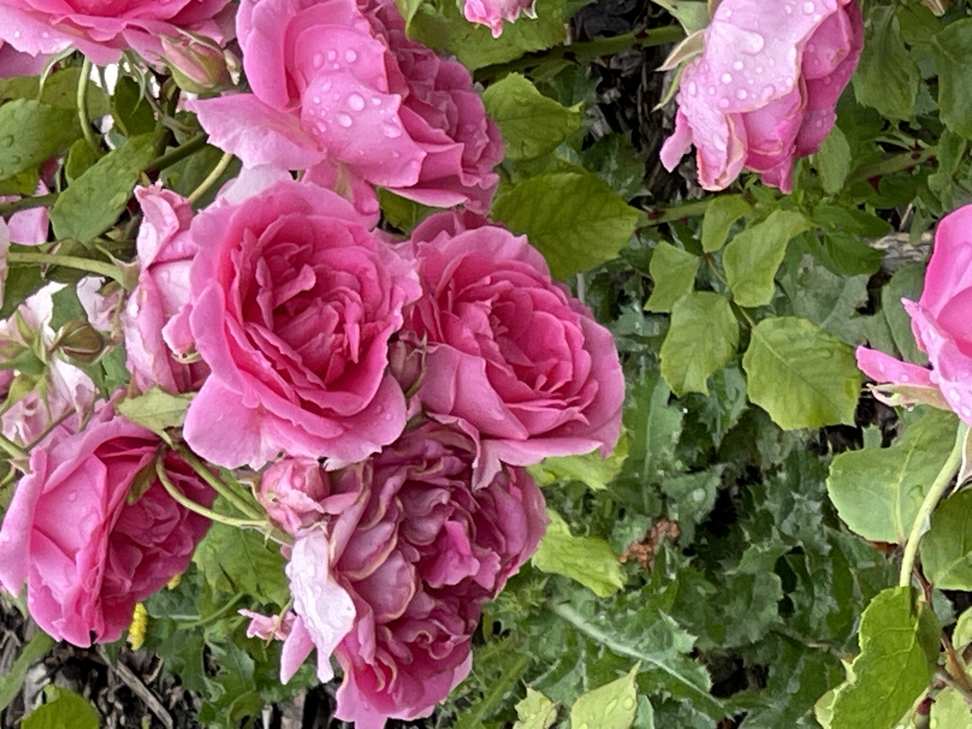 This is a close-up, eye-level shot of a cluster of pink roses in bloom, with many of the petals still glistening with raindrops. The roses are varied in their openness, from tightly furled buds to fully bloomed, multi-layered flowers. The predominant color is a vibrant pink, with some petals showing lighter shades and hints of deeper magenta, especially in the shadowed interiors of the blooms. The texture of the petals appears soft and velvety, and the water droplets add a delicate, dewy quality to the scene.
The roses are surrounded by lush green foliage, which provides a rich contrast to the pink flowers. Some of the leaves are also speckled with raindrops, suggesting recent rain or dew. The background is somewhat blurred, indicating a shallow depth of field, with darker areas and what appear to be wood chips or mulch at the bottom of the frame, hinting at a garden setting. The overall impression is one of natural beauty and freshness, likely captured in the morning after a rainfall. The lighting is soft and diffused, suggesting an overcast day or shade, and there are no visible signs of people or specific text. The scene evokes a feeling of tranquility and the delicate beauty of nature.
