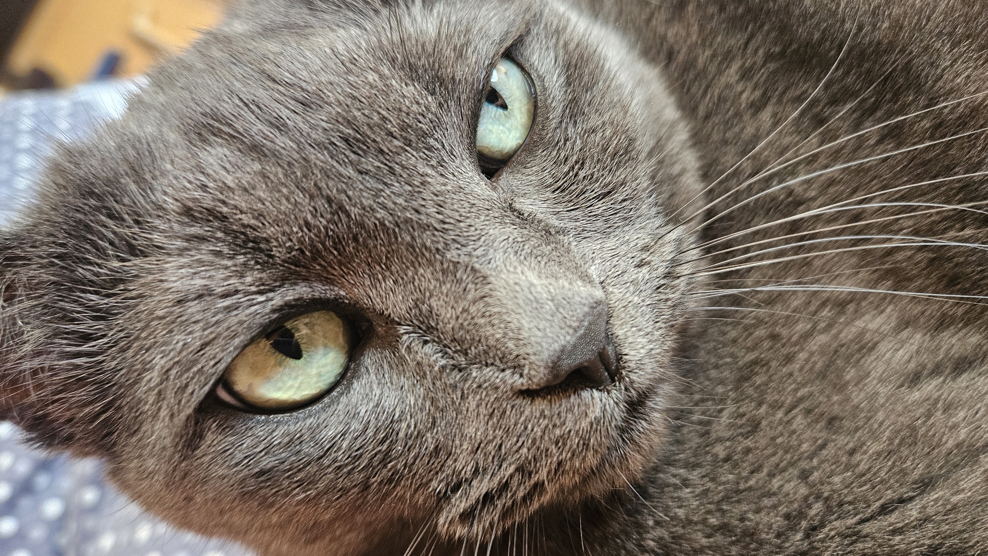 A close-up, eye-level shot captures the face of a gray cat. The cat's left eye is wide open, revealing a green iris and a black pupil. The right eye is partially closed, with its green iris visible. The cat's fur is short and appears soft. Its whiskers are long and white, fanning out from its muzzle. The background is blurred, with hints of blue and white in the upper left corner and a warmer, out-of-focus area on the right. The scene is indoors, with no specific landmarks or environmental details that would indicate a location in Krasnodar, Russia.