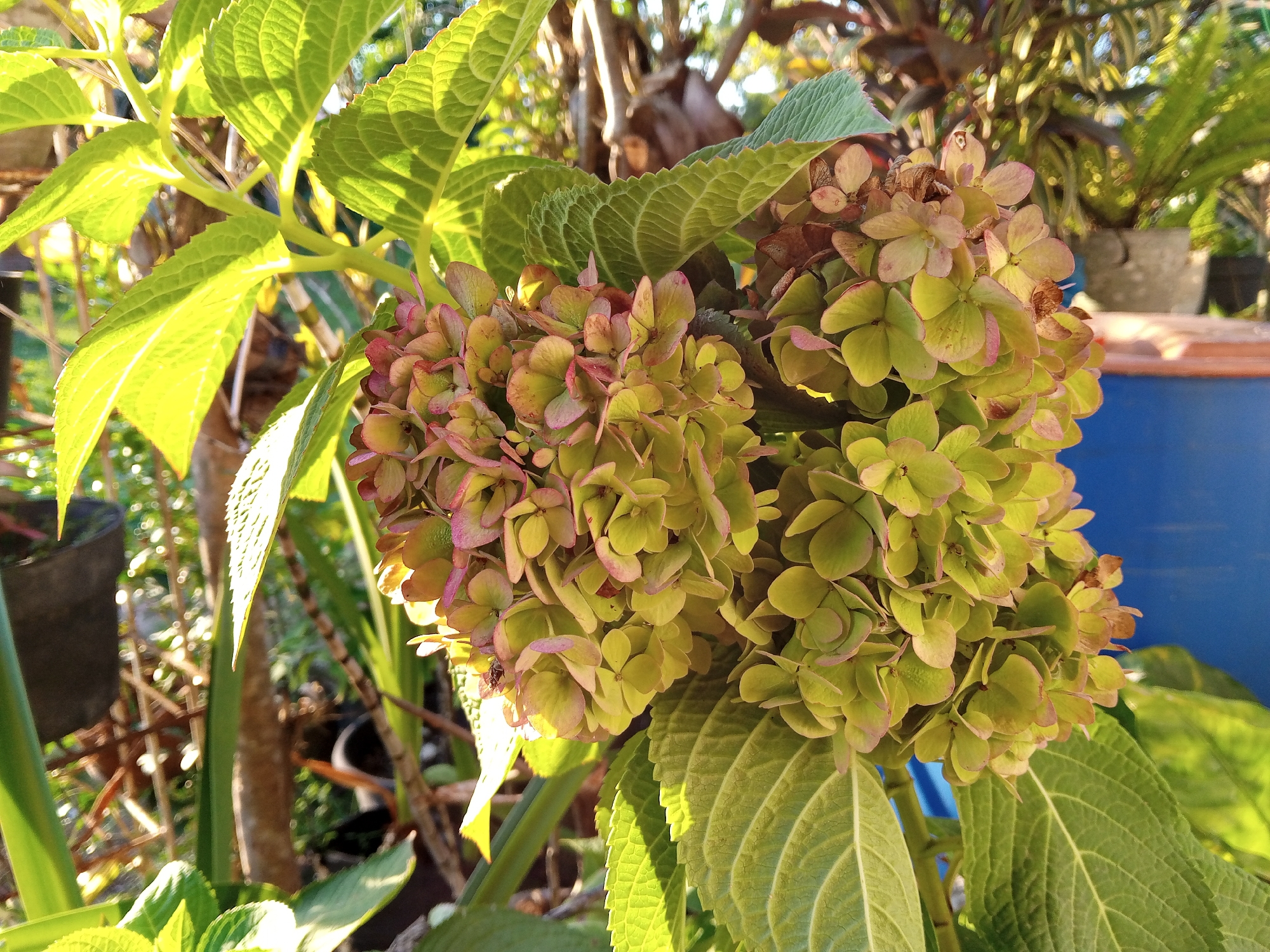 The image shows a close-up of a cluster of hydrangeas with green and pinkish-tinged flowers, surrounded by large green leaves. The flowers are dense and appear to be in the process of drying, with some browning petals. The background is blurred, showing sunlight filtering through foliage and hints of other plants and structures, including a bright blue object and a darker potted plant. The lighting suggests it is daytime, possibly late afternoon, with warm sunlight illuminating the scene. There are no people or animals visible in the image. The scene is an outdoor setting, likely a garden or yard.