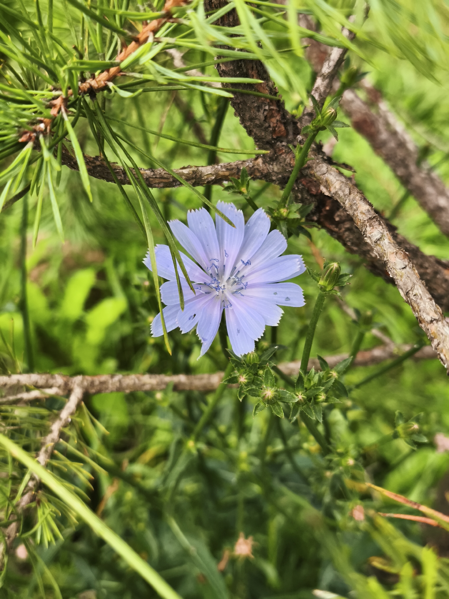 The image displays a close-up view of a single light purple chicory flower with serrated petals. The flower is positioned among evergreen needles and a textured tree branch, with a blurred green background suggesting foliage. The scene is natural and outdoors. There are no people, animals, or man-made objects present. The location is specified as Krivasalis, Lithuania.