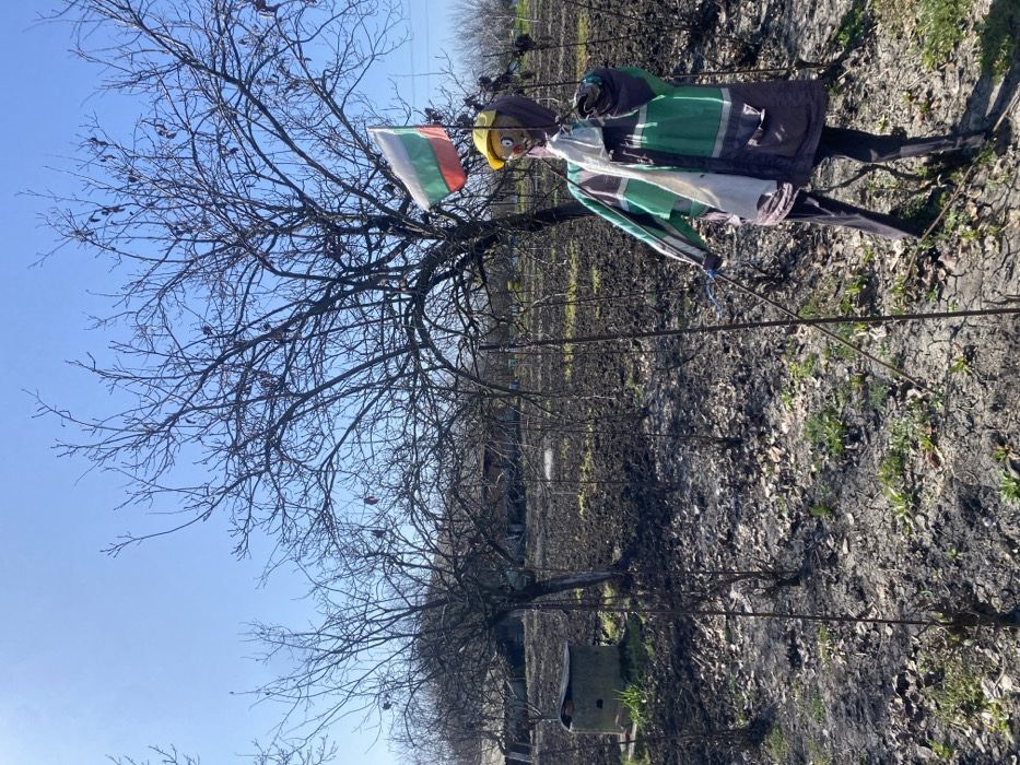 The image depicts an outdoor scene in Merichleri, Bulgaria, under a clear blue sky. In the foreground, slightly right of center, a scarecrow is present. The scarecrow wears a yellow hard hat, a multi-paneled jacket with green, white, and dark grey sections, and dark trousers. A white cloth is draped over its left shoulder. A small Bulgarian flag, horizontally striped white, green, and red, is affixed to a pole behind the scarecrow's head. The scarecrow stands on dark, disturbed earth, indicative of tilled or recently burned ground, with scattered dry leaves and sparse patches of green vegetation. Several thin vertical stakes are visible in the midground. To the left, a concrete well or structure with a circular opening is partially visible. The background features multiple deciduous trees with bare branches, some bearing dark pods. Distant structures are faintly discernible behind the trees.