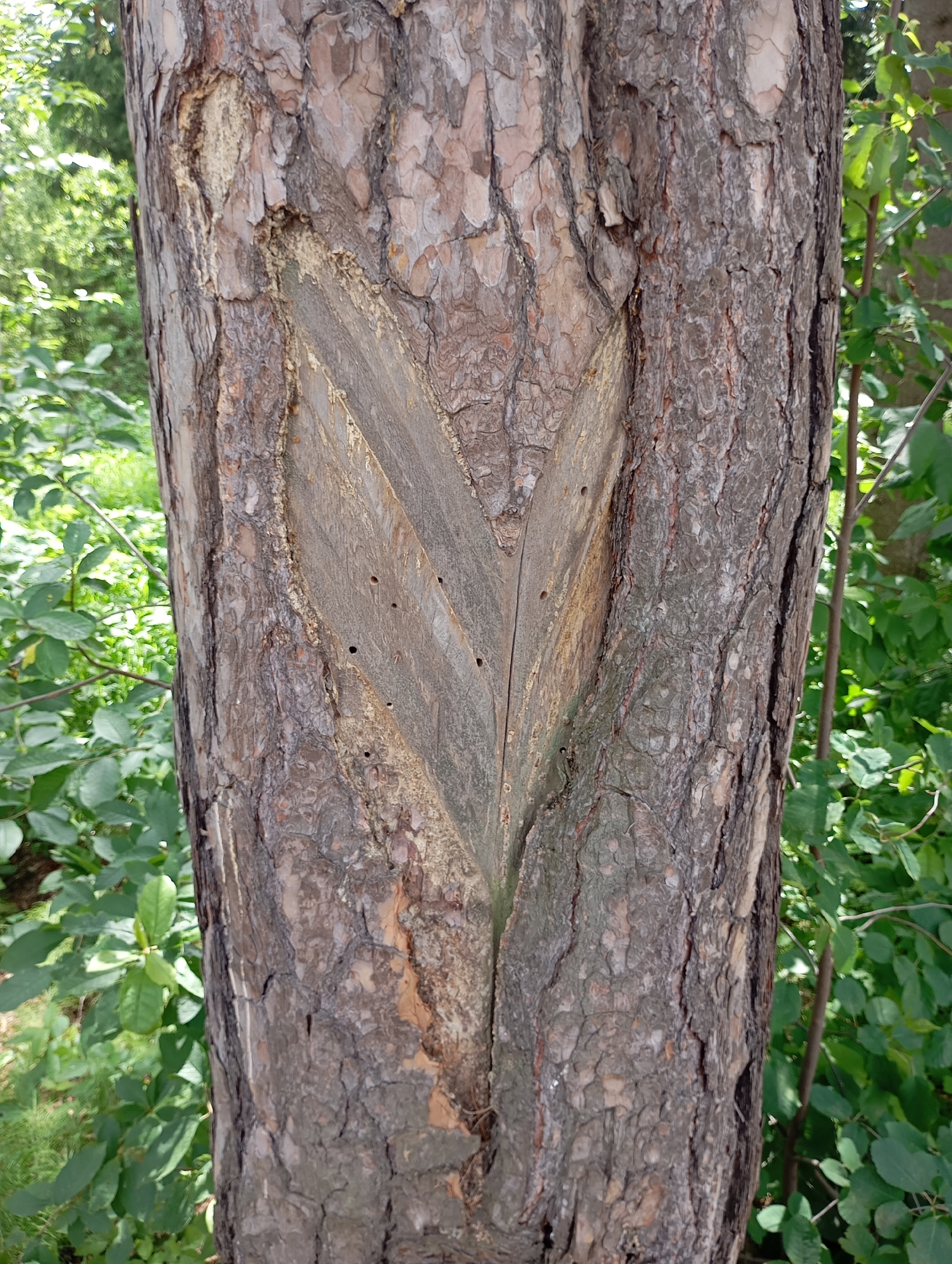 The image presents a close-up view of a tree trunk in an outdoor, natural setting in Chaikovsky, Russia, under bright daylight. The tree has thick, textured bark, characteristic of a mature conifer, displaying varying shades of brown and gray.
The most prominent feature is a large, inverted V-shaped section where the outer bark has been removed, revealing the lighter, smoother inner wood. This V-cut appears deliberate, with relatively straight, clean edges, suggesting human intervention rather than natural damage. Within this exposed woody section, several small, dark, circular holes are visible, which could be from insect activity or tools. Along the margins of the removed bark, there are irregular patches of a lighter, yellowish substance, possibly dried sap or resin.
The background consists of blurred green foliage, indicating a surrounding forest or wooded area. There are no people visible, no discernible activity beyond the apparent modification of the tree trunk, and no visible text. The scene focuses on the intricate details of the tree's bark and the distinct V-shaped carving, potentially related to resin tapping or other forestry practices.