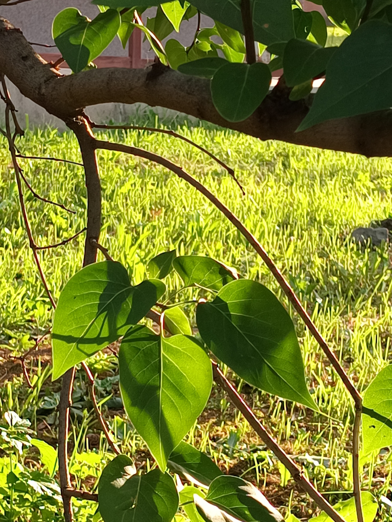 The image is a close-up shot of green heart-shaped leaves on branches, with a sunlit grassy area in the background. A rough-barked tree trunk runs diagonally across the upper portion of the image. The grass is bright green and appears to be freshly cut or naturally vibrant, with some shadows and lighter patches indicating uneven sunlight. In the far right background, a dark, irregularly shaped object, possibly a rock, is visible amongst the grass. The lighting suggests it is daytime, with the sun casting distinct shadows on the leaves, highlighting their veins. The overall scene is natural and outdoors, likely in a garden or park setting. There are no people or animals present.