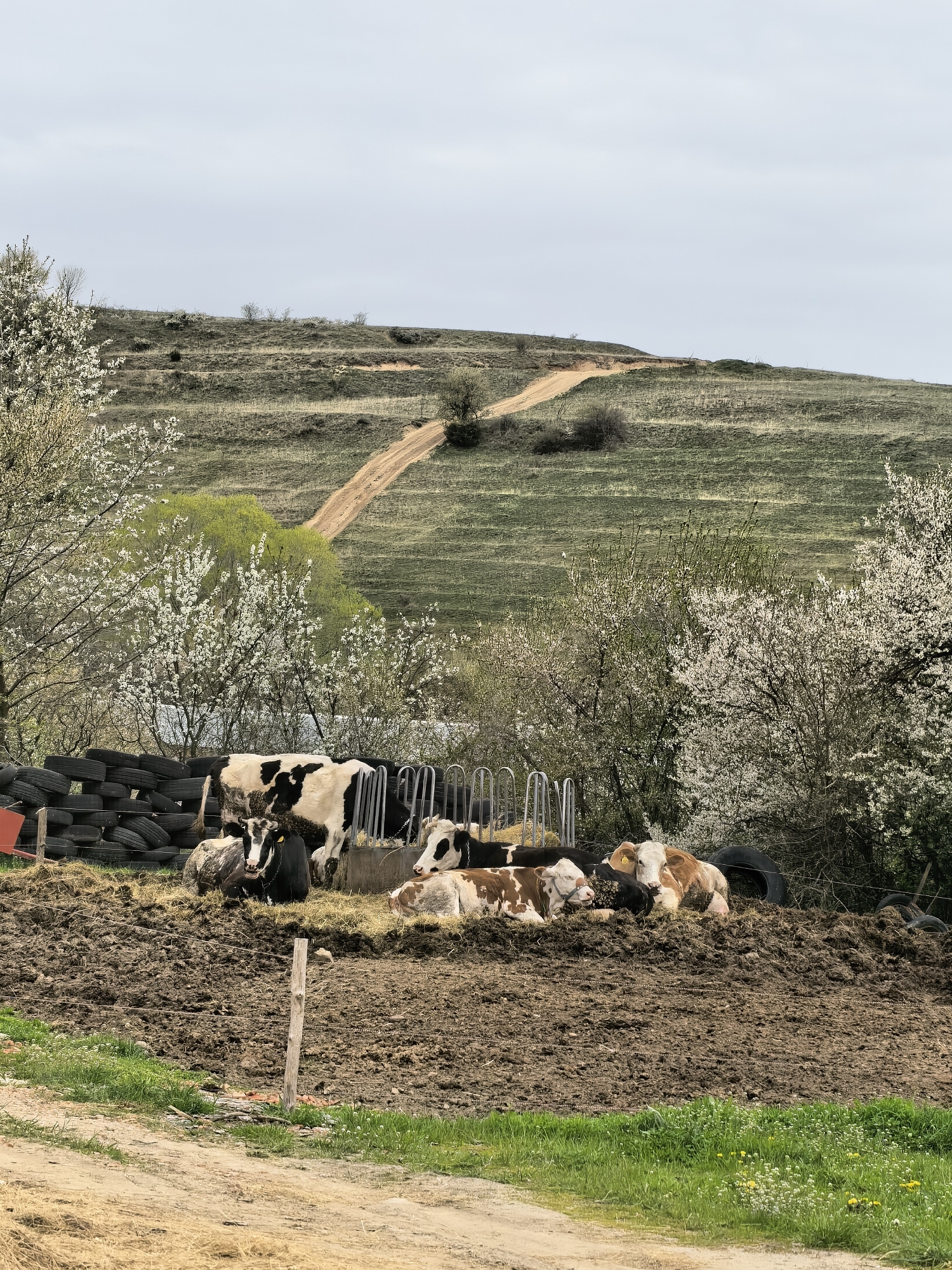 The image depicts a rural scene, likely a farm, in an unspecified location. In the foreground, a group of cows are gathered near a feeding area with metal dividers. Some cows are lying down on a mound of dirt and hay. Behind the cows, a stack of tires is visible. The ground is muddy, and there is a wooden post near a path covered in straw and dirt. The midground features trees, some in bloom with white flowers. In the background, a grassy hill slopes upwards with a dirt road winding to the top. The sky is overcast.