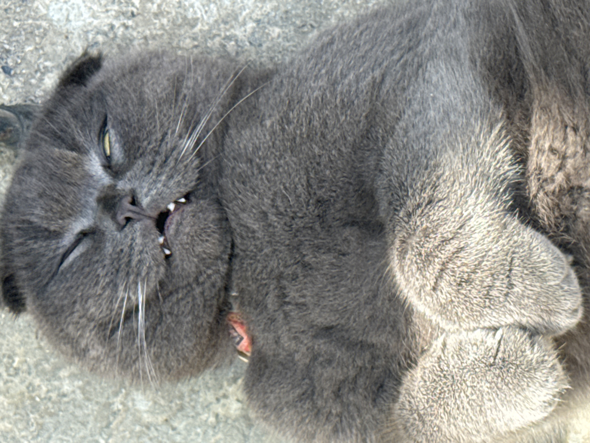 A gray cat with yellow eyes is lying on a concrete surface. The cat is on its side, with its paws curled up and a small portion of its teeth visible. It wears a red collar. The specific location of the image in Lũng Cú Commune, Vietnam is not ascertainable from the provided image.