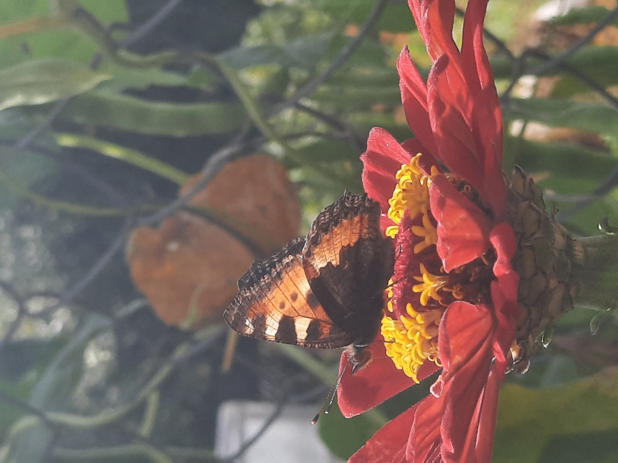 A butterfly with orange and black wings is perched on a red flower with yellow centers. The butterfly's body is dark brown. The flower has many delicate petals. In the background, there is a wire fence and green foliage. The scene is likely outdoors, possibly in a garden. The image does not contain information about the city of Шклоў, Belarus.