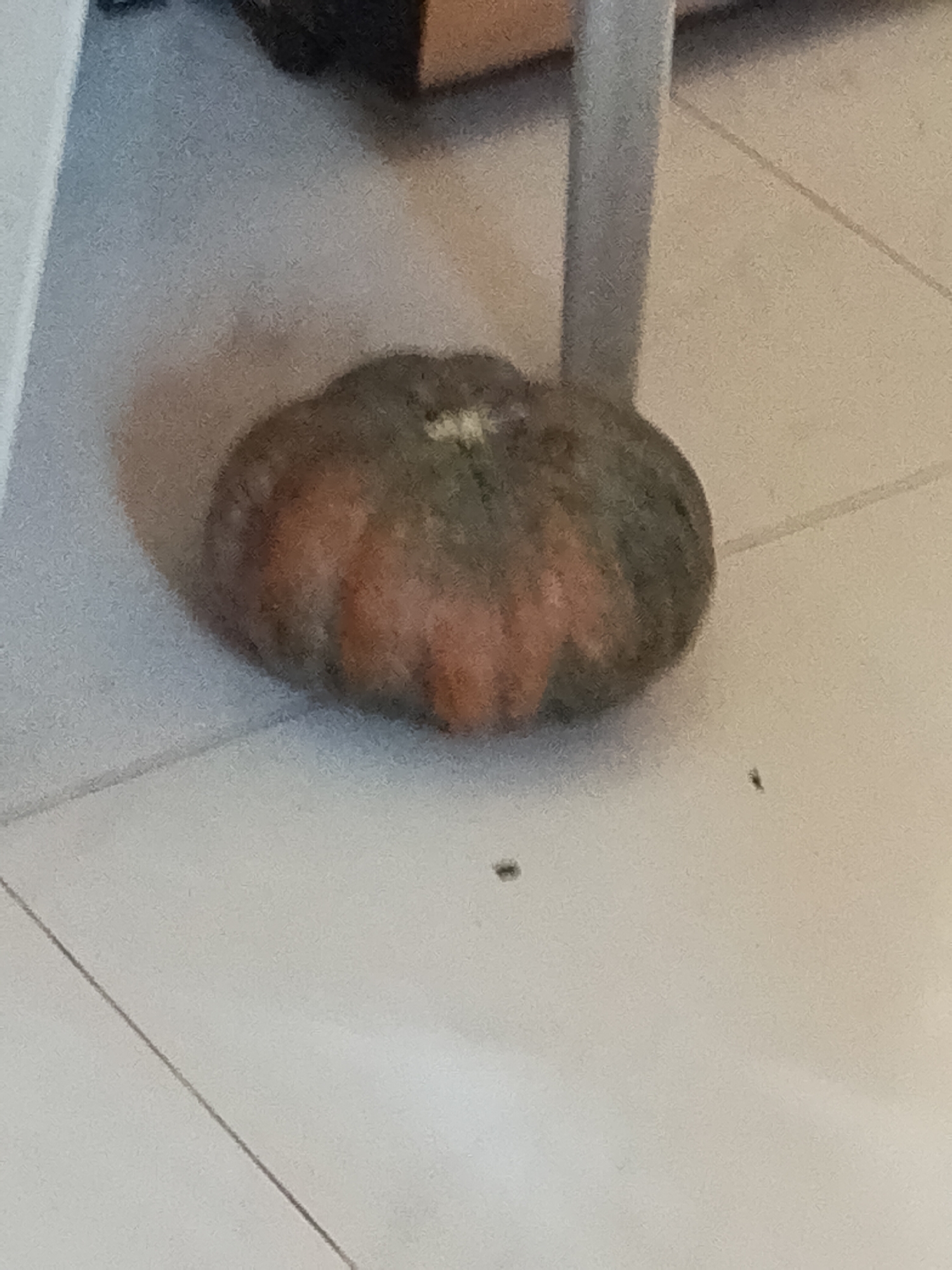 The image displays a single, squat, roundish object, resembling a pumpkin or squash, resting on a light-colored tiled floor. The squash exhibits a mottled skin pattern, with significant patches of dark green interspersed with areas of reddish-orange or brown. Its surface appears somewhat bumpy.
The setting is indoors, with the squash positioned on a floor composed of large, square, light-toned tiles. Faint grout lines are visible, indicating the tile pattern. In the background, to the left, a light-colored vertical element, possibly a furniture leg or part of a wall, is partially visible. Further back, darker, less defined shapes suggest other indoor furniture or objects, alongside shadows.
There are no people present in the image, and no specific activity is taking place; the squash is simply stationary on the floor. A few tiny, dark specks, possibly small insects or debris, are visible on the tiles near the squash. The lighting is consistent with an indoor environment, providing no cues about the time of day or outdoor weather conditions. No visible text is present in the image. Given the location context of Davao City, Philippines, the squash could be a local variety commonly known as kalabasa. The image has a noticeable grainy texture.
