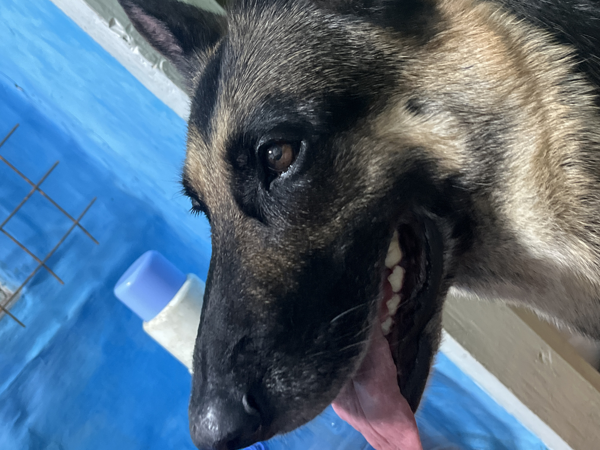 A close-up, side-view, eye-level shot focuses on the head and neck of a German Shepherd dog. The dog's tongue is hanging out and its mouth is slightly open, revealing its teeth. The background is a bright blue, textured surface, possibly a tarp or a wall, with a metal grate visible in the upper portion of the image. To the left of the dog's head, a white and light blue object, possibly a bottle or container, is partially visible. The dog's fur is a mix of black, brown, and tan. There is no indication of the location being Nizhny Tagil, Russia, or any specific city.