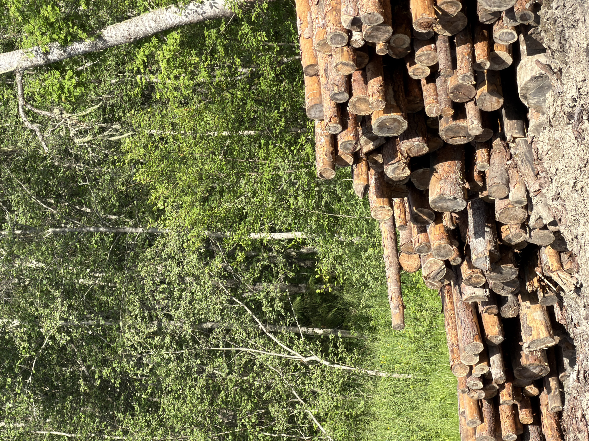 A pile of cut logs is stacked in front of a dense forest of green trees. The logs are of various sizes, with some appearing to be quite thick and others smaller. The forest behind the logs is lush and green, with sunlight filtering through the leaves. The scene appears to be in a rural or forested area. The location is the city of Kuznechnoye, Russia.