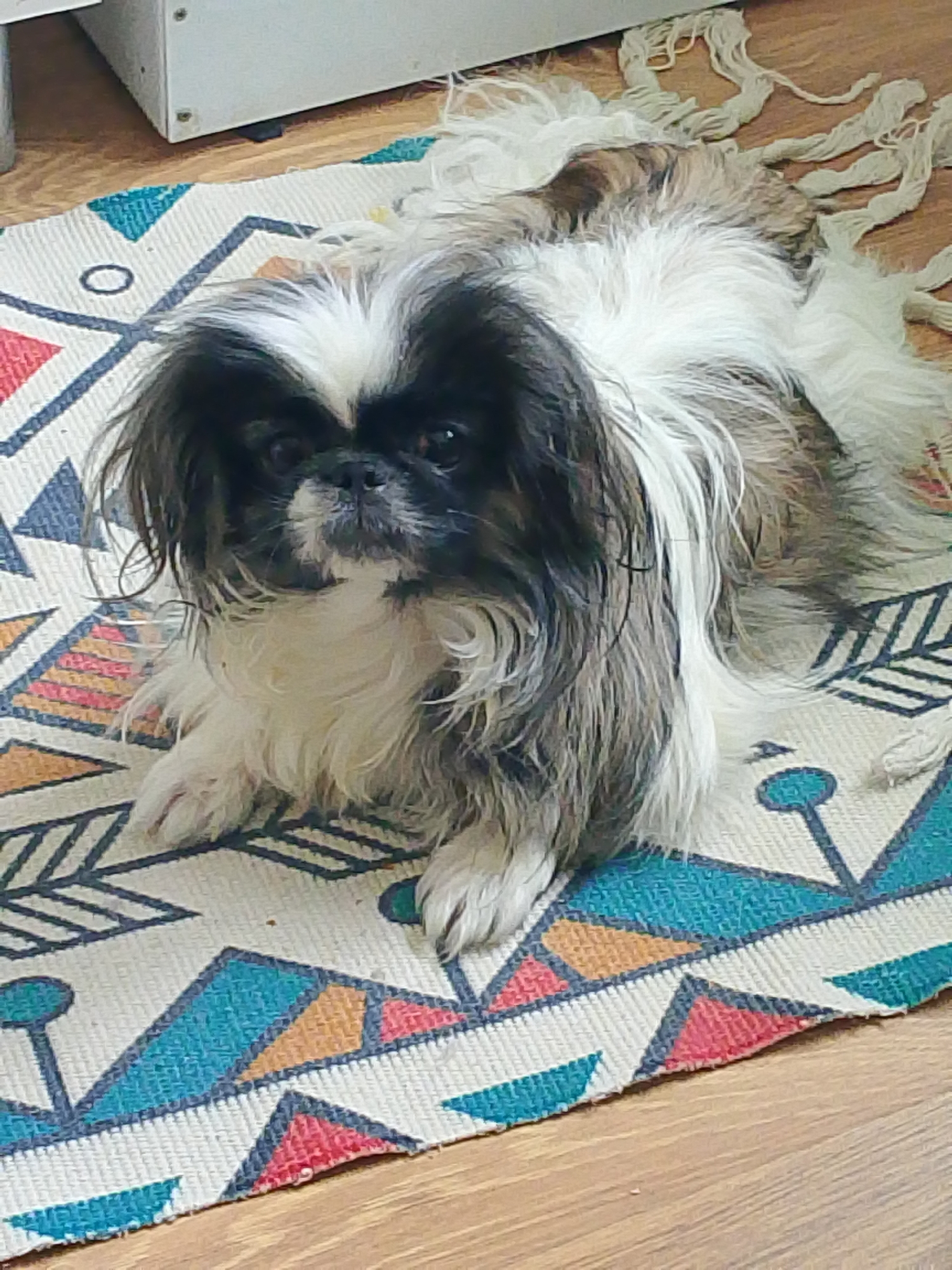 An indoor scene in Izhevsk, Russia, depicts a long-haired, bi-color or tri-color small breed dog, consistent with a Pekingese, lying on a woven rug. The dog's fur is primarily black and white on its face and front, with brown/tan patches visible on its back and sides. Its dark eyes are open and directed forward. The dog rests on a light-colored rug featuring a geometric pattern composed of triangles, arrows, and circles in teal, orange, red, and black. Fringes from the rug are visible on the upper right, extending onto the floor. The rug is positioned on a light brown wooden floor with visible grain. In the upper left background, a portion of a light-colored, rectangular object, possibly furniture or an appliance, is visible on the floor, with visible fasteners along its base. No people are present.