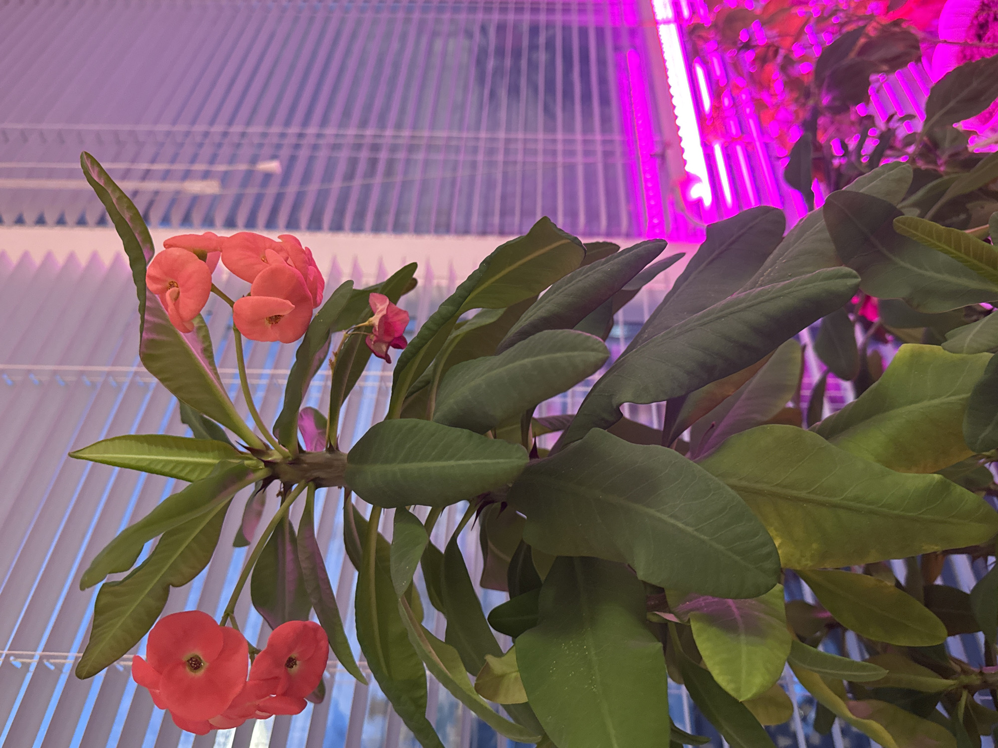 A close-up, low-angle shot reveals a spiky, thorny plant with prominent green leaves and small, bright coral-colored flowers, likely a Crown of Thorns, under a pinkish-purple grow light. The plant is situated within a structure featuring white, horizontal bars, possibly a greenhouse or indoor growing setup. The location in Noviy, Russia, is not discernible from the visual information.