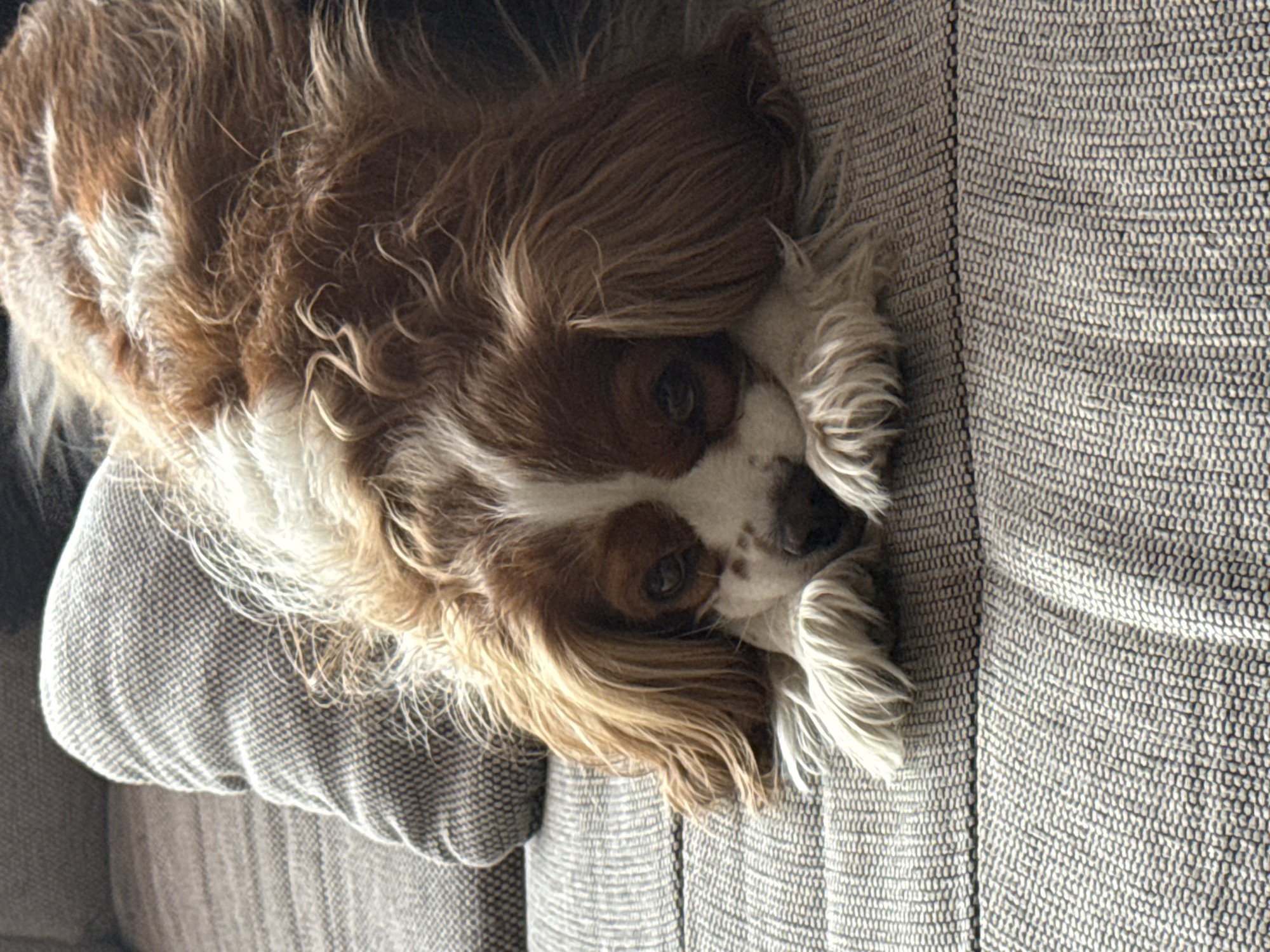 A medium-sized Cavalier King Charles Spaniel dog, predominantly brown and white with long, flowing fur, is resting on a grey upholstered couch. The dog's head is facing the right side of the frame, with its eyes partially open. The couch has a textured fabric. The photograph is taken in a location unknown within the city of Sofia, Bulgaria.