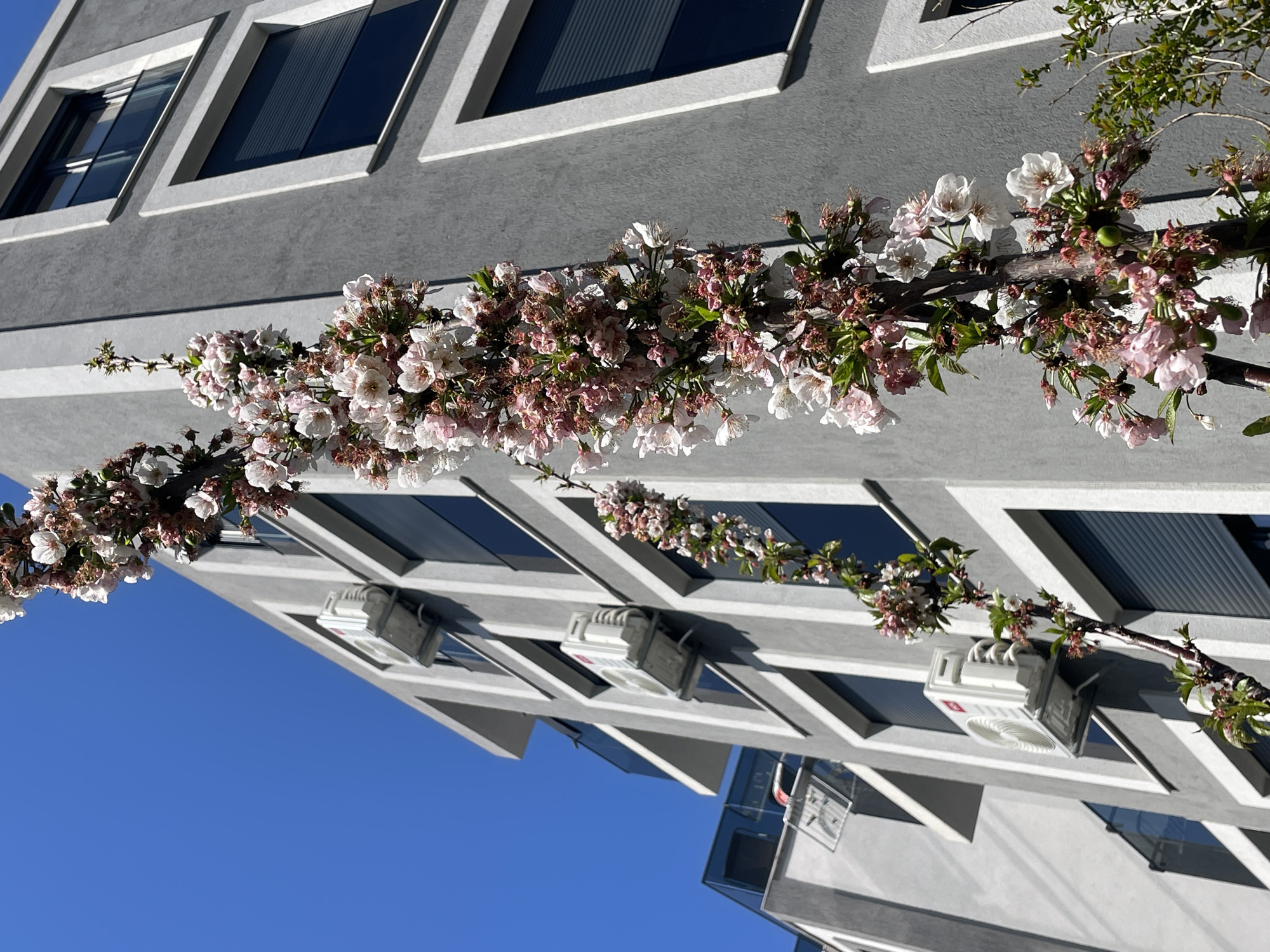 The photograph shows a modern building with a gray facade and white trim around the windows. The windows are dark and have what appear to be blinds or shades behind them. On the building's exterior, there are several air conditioning units mounted below the windows. A flowering tree branch with white and pink blossoms is prominently featured, partially obscuring the building. The sky is a clear blue. The location is likely Bar, Montenegro, inferred from the building style and vegetation typically found in the region.