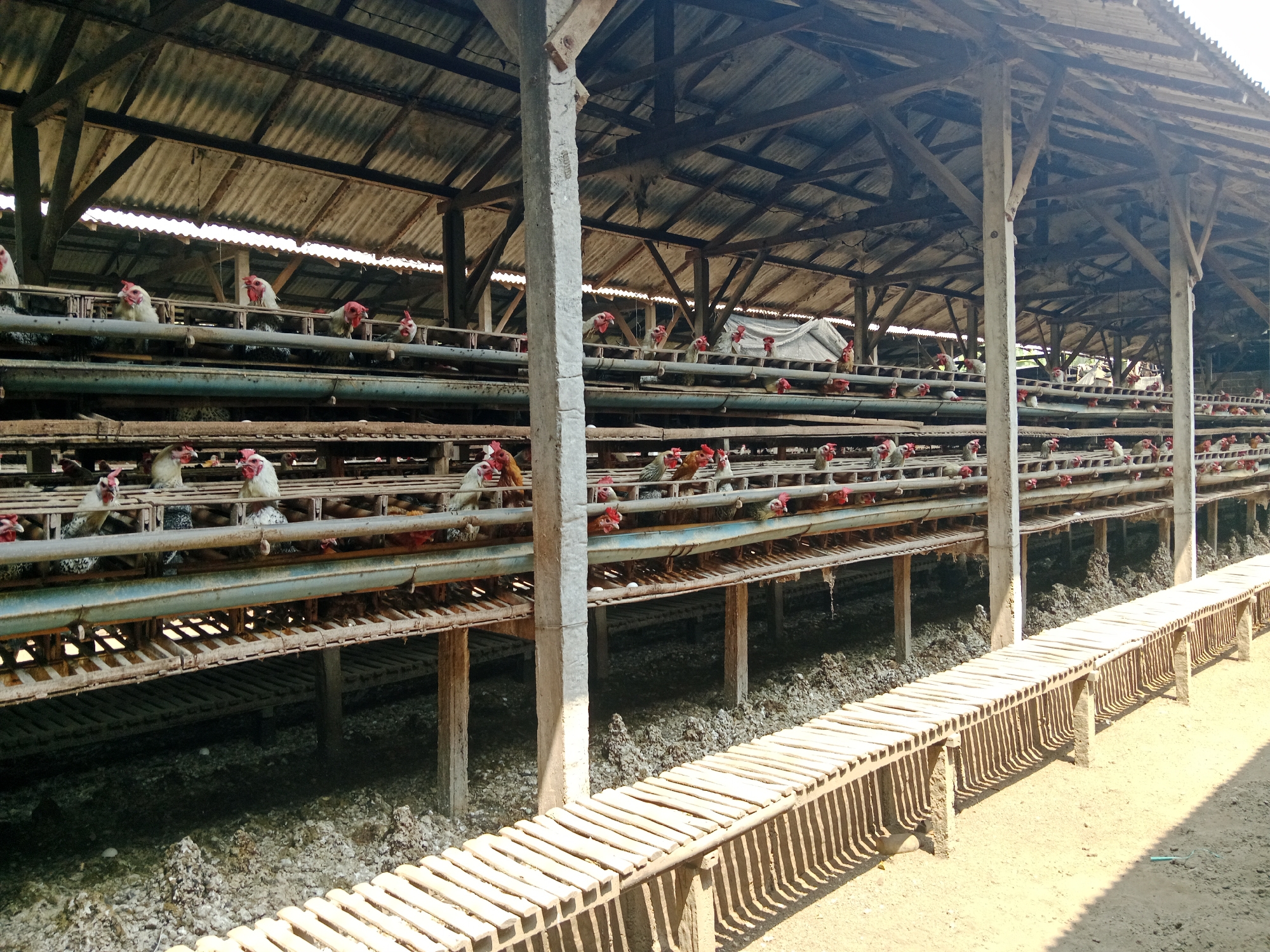 This is a photograph of a chicken coop in Sambi, Indonesia. The coop is a large, open-air structure with a corrugated metal roof supported by wooden beams and concrete pillars. The chickens are housed in multiple tiered cages. The lower levels of the coop appear to be covered in chicken manure and debris. In the foreground, a wooden walkway runs along the side of the coop. The sun is shining, casting shadows from the coop structure onto the ground. There are no people visible in the photograph.