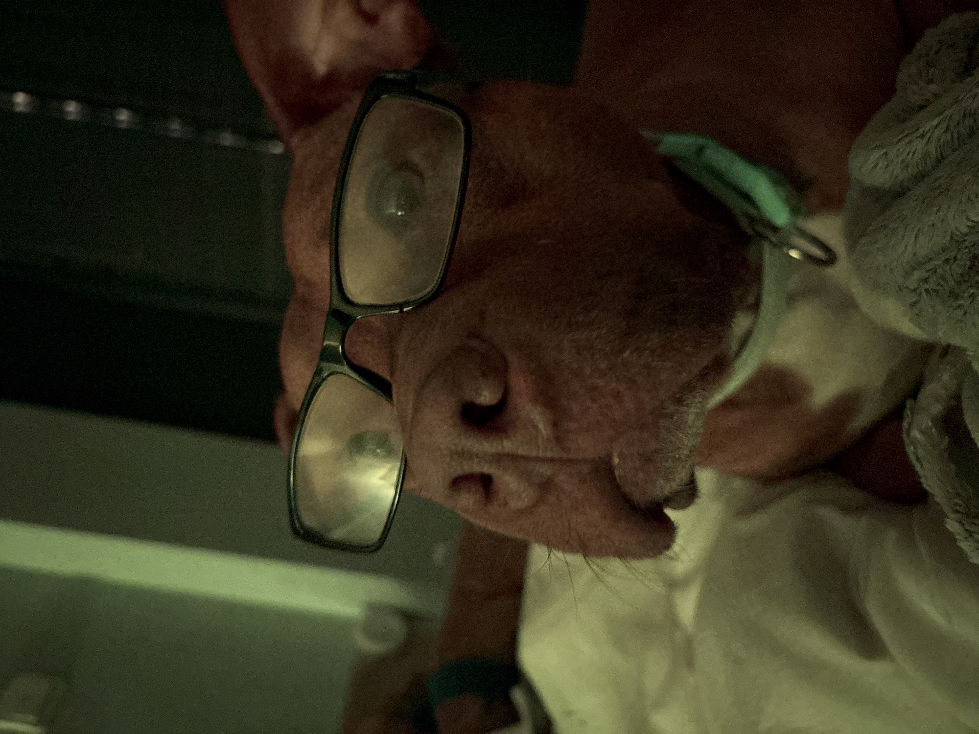 A tan dog with a green collar is wearing black-rimmed glasses, with its nose towards the viewer. The dog appears to be lying on a white blanket with a gray blanket or object next to it. The location is not discernible from the image, and there is no evidence indicating it is in Sofia, Bulgaria.