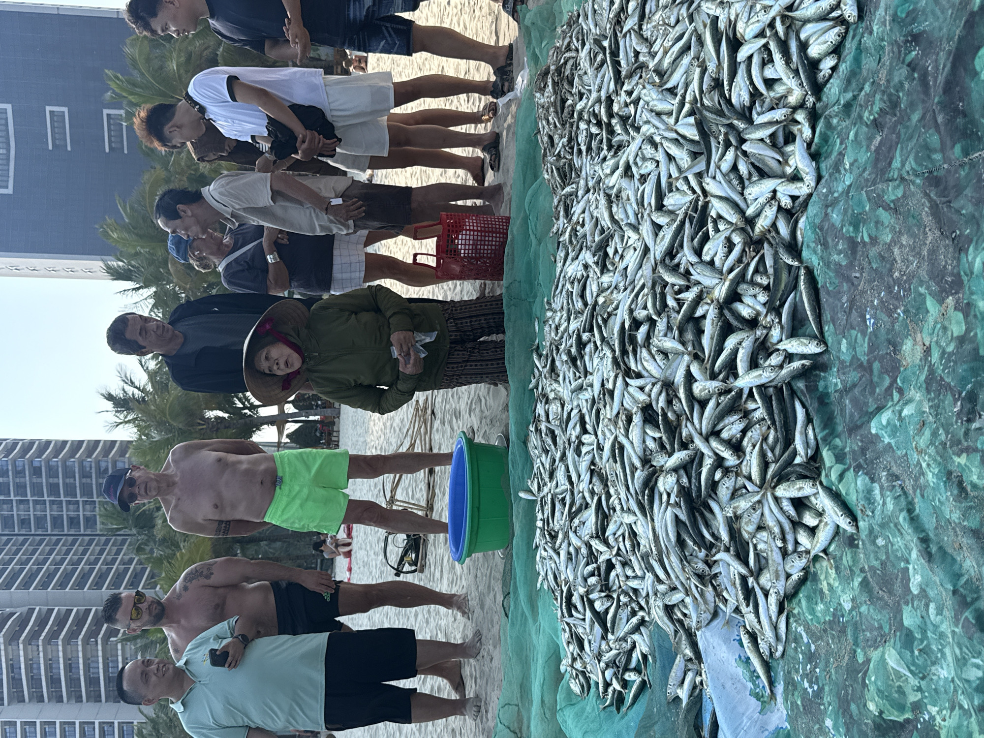 The image depicts a daytime scene on a sandy beach in Đà Nẵng, Vietnam, with modern high-rise buildings and palm trees lining the distant background under a clear sky.
In the immediate foreground, a substantial quantity of small, silver-scaled fish, consistent with sardines or similar schooling fish, is piled upon a green-patterned tarp or net spread directly on the sand.
Eleven individuals are gathered around the fish. Centrally, an elderly Vietnamese woman wearing a traditional conical hat (nón lá), a dark green long-sleeved jacket, and patterned trousers holds small white papers or currency in her hands. She faces towards the right.
To her left, three men stand: a Vietnamese man in a light green polo shirt holding a smartphone; a shirtless Caucasian man with a beard, sunglasses, and visible arm tattoos, wearing black swim shorts; and an older shirtless Caucasian man wearing a baseball cap, sunglasses, and bright green swim shorts, also with an arm tattoo.
To the right of the central woman, five additional individuals are present: an older Vietnamese man in a dark shirt; a woman with a blue cap, dark shirt, and white skirt; another older Vietnamese man in a light-colored polo shirt; a younger Vietnamese man in a white polo shirt and white shorts holding a dark bag; and a younger Vietnamese man in a dark t-shirt and denim shorts. Most individuals are standing barefoot on the sand or in sandals, observing the fish or each other.
On the sand behind the fish, a blue and green plastic tub is visible, along with a red plastic basket further to the right. A partial bicycle frame lies on the sand in the mid-ground. Several indistinct figures are visible further down the beach.