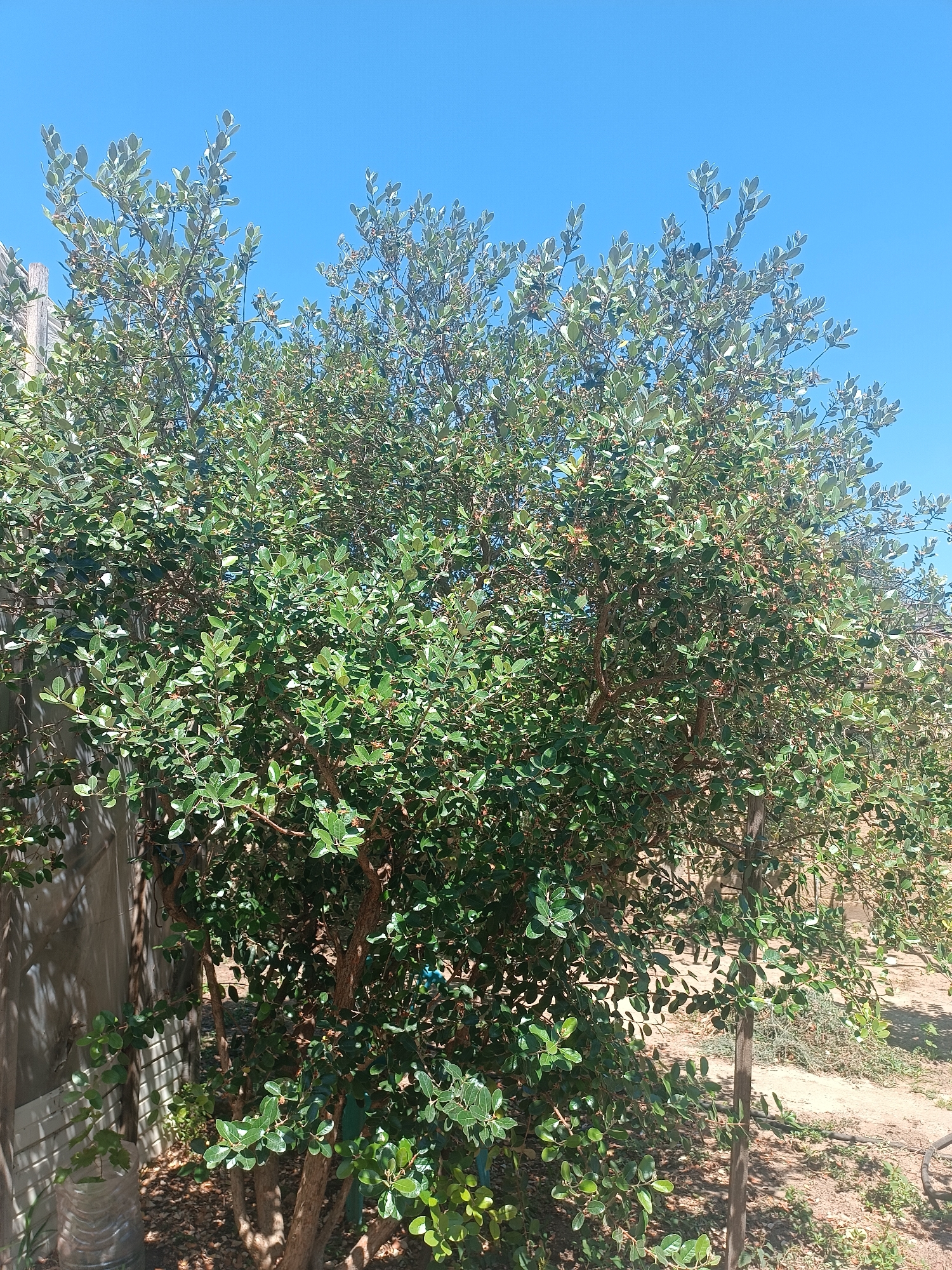 The image shows a large, leafy green tree in an outdoor setting. The tree has numerous branches and dense foliage with small, oval-shaped leaves. Some small reddish-brown buds or fruits are visible among the leaves. The tree is positioned in front of a light-colored wall, likely a fence or building, which is partially visible on the left side of the frame. The ground beneath the tree is covered with dry leaves and dirt. In the background, there is an expanse of clear, bright blue sky. The overall scene suggests a sunny day, possibly in a yard or garden. The location is identified as the city of Saray, Azerbaijan.