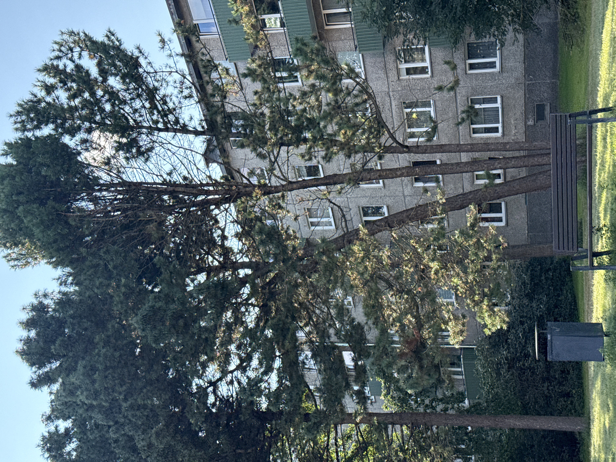 A medium-shot, eye-level, vertical outdoor daytime photograph shows a Brutalist apartment building in Tallinn, Estonia. The building's gray concrete facade features numerous white-framed windows and green balconies on its upper levels. The building is partially obscured by several mature coniferous trees with dark green needles and thin, brown trunks. Sunlight filters through the trees, casting dappled shadows. In the foreground, a dark metal trash bin stands on a patch of bright green grass. To the right of the trash bin, a dark wooden park bench with a slatted seat and backrest is situated on the grass. The sky is clear and blue.