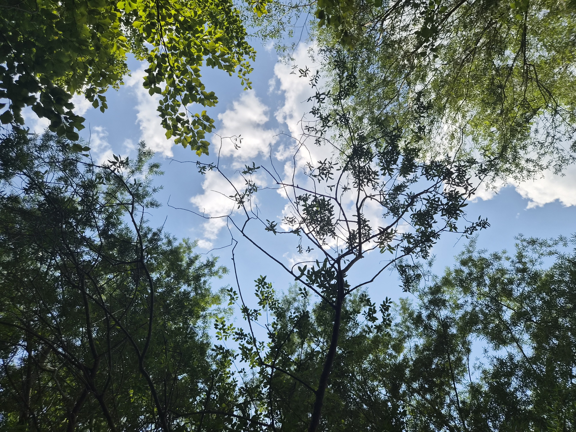 The image shows a low-angle view looking up at the sky through the canopy of trees. The sky is blue with scattered white clouds. The leaves of the trees are green and appear to be in various stages of fullness, suggesting it is summer. Some branches are bare, while others are densely covered with foliage. The scene is a natural environment, likely a park or a wooded area. There are no people or man-made objects visible. The location is identified as Eisenerz, Austria.