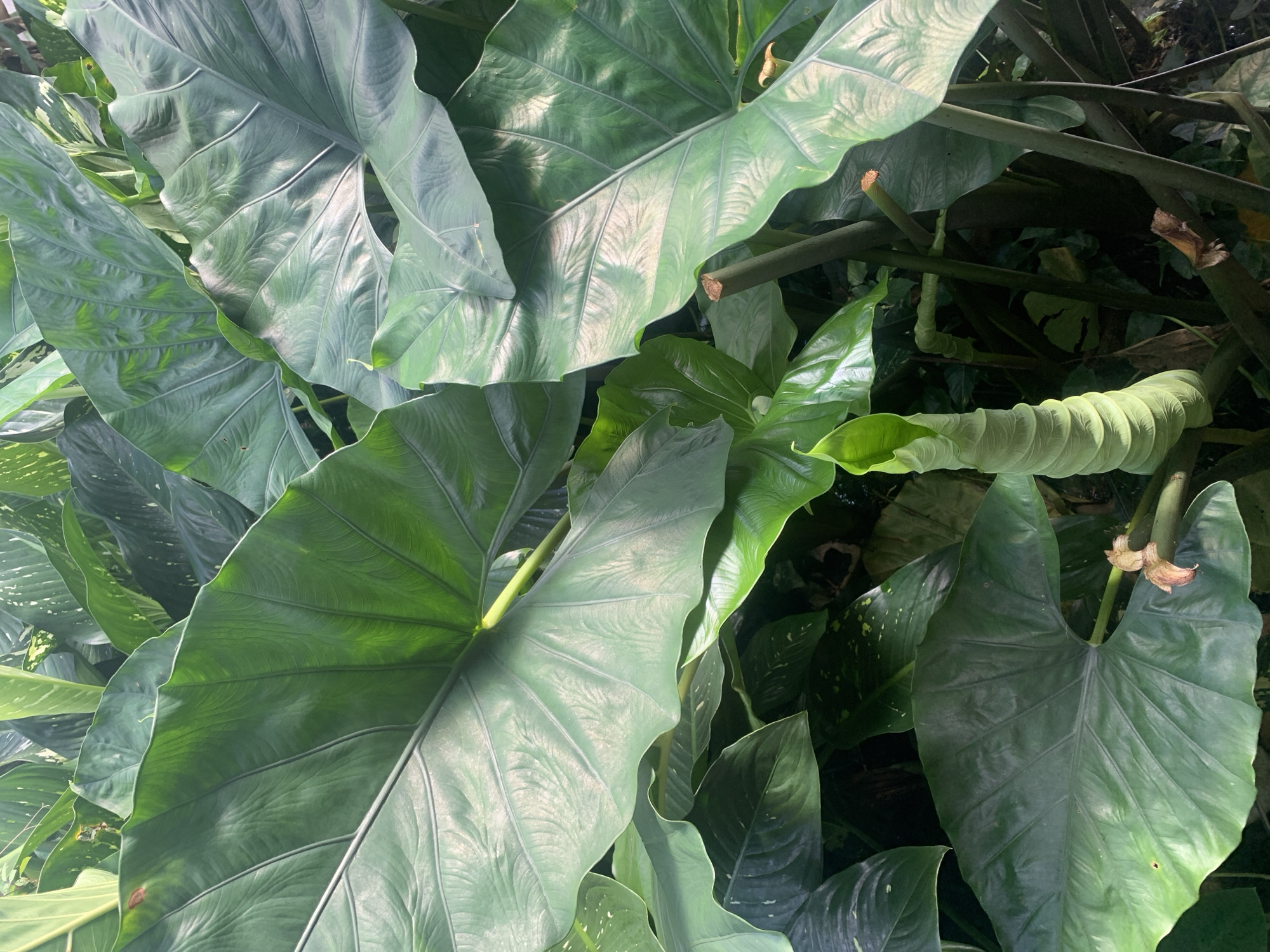 This image is a close-up of large, deep green elephant ear plants in a garden. The leaves are broad and textured with prominent veins. In the foreground, a young elephant ear plant is unfurling, revealing a spiral-shaped growth emerging from the center. The plants are densely packed, creating a lush, tropical atmosphere. There are no people or animals visible in the image. The lighting suggests it is daytime, with sunlight filtering through the leaves. The scene appears to be outdoors, likely in a humid environment given the plant types. There is no specific indication of the city of Kuala Pembuang, Indonesia within the visual information.