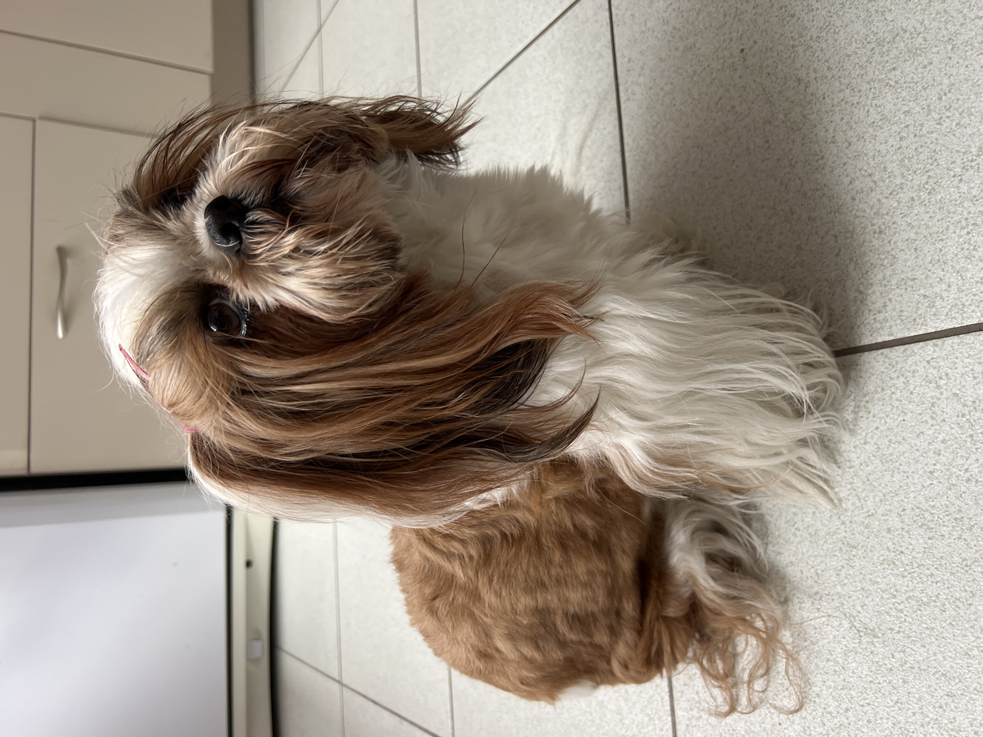 A shih tzu dog with brown and white fur, wearing a pink bow in its hair, sits on a tiled floor. The dog is looking up and to the right. In the background, a white refrigerator and kitchen cabinets are visible. The scene is indoors, likely in a kitchen. This image is not related to Białystok, Poland.