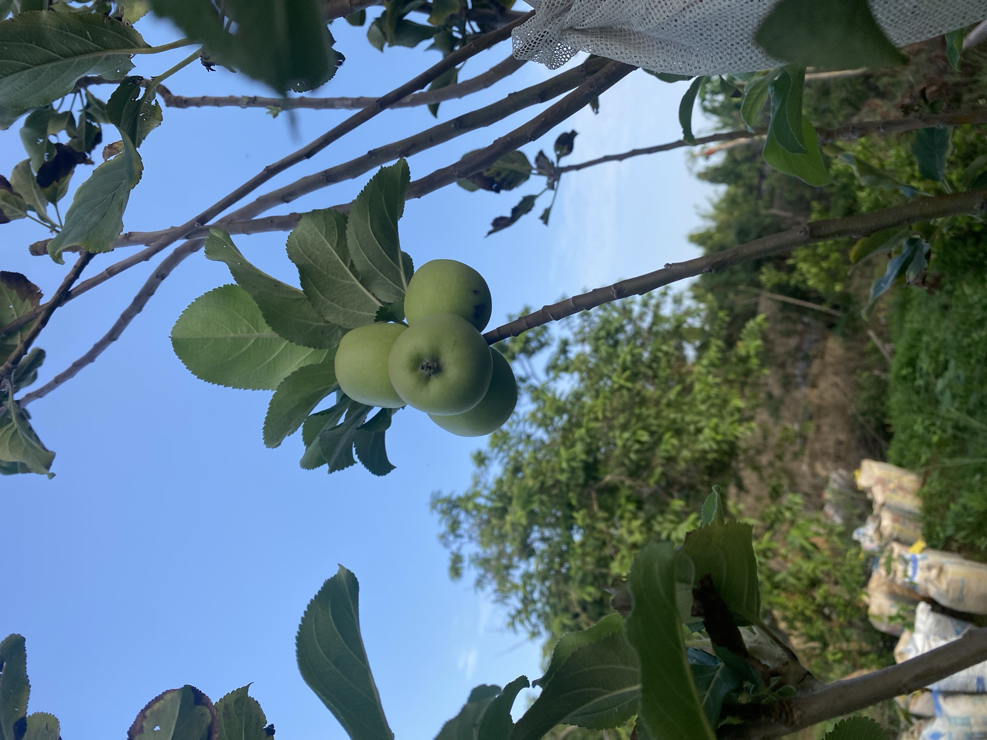 The image shows a cluster of green apples hanging on a tree branch against a blue sky. Leaves surround the apples. In the background, there are trees and stacked bags, possibly containing agricultural materials. The location is Gura Top, Nigeria.
