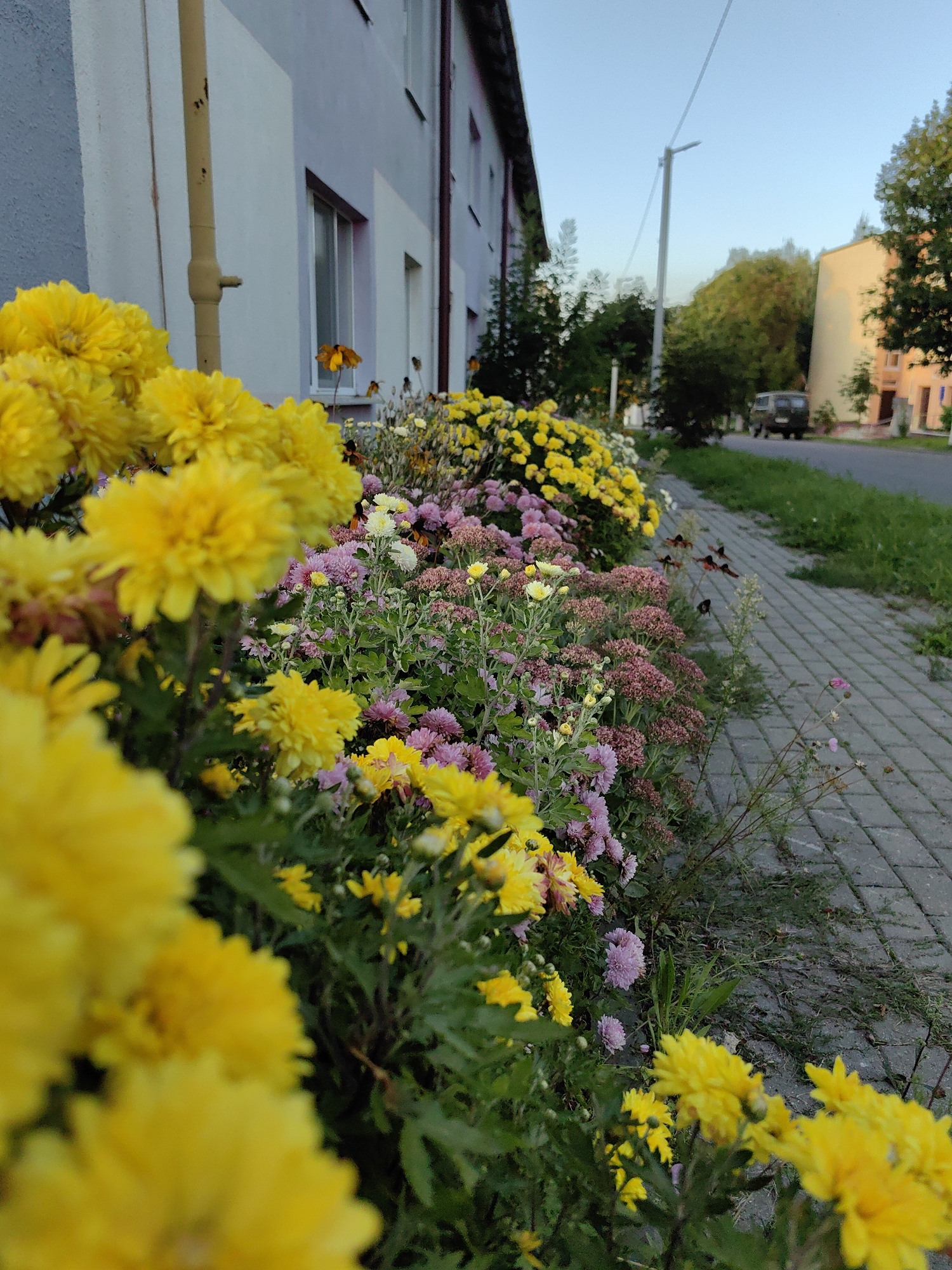 A low-angle, medium shot captures a vibrant flowerbed of yellow and pink chrysanthemums lining a grey paved sidewalk in front of a pale blue and white building. The building appears to be a multi-story structure with windows and a visible yellow downspout. Beyond the sidewalk, a grassy area and a street are visible, with a dark-colored vehicle parked on the side of the road. Trees and a lighter-colored building can be seen in the background, suggesting an urban or suburban setting. The sky is a clear, light blue, indicating daylight. The focus is primarily on the flowers in the foreground, with the background elements progressively blurring. The image evokes a sense of calm and natural beauty within a man-made environment.