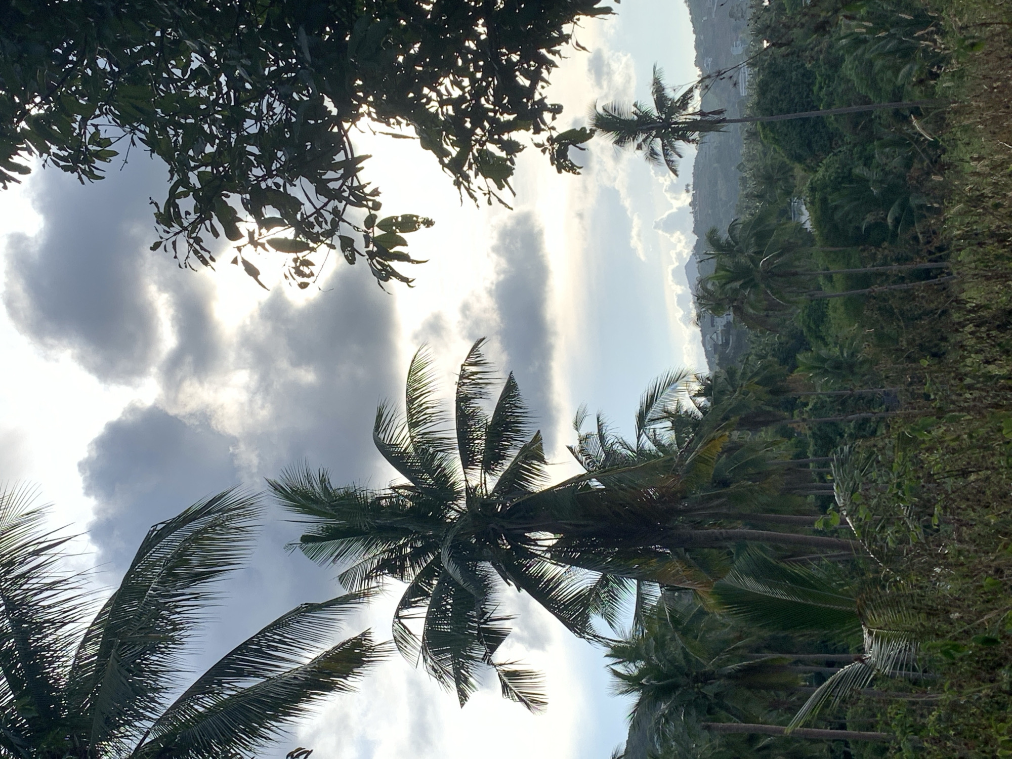 The image shows a tropical landscape in the city of บ้านบางรักษ์, Thailand, viewed from a low angle. The sky is partially obscured by clouds, with sunlight breaking through. Several coconut palm trees dominate the foreground and midground, with their fronds extending towards the sky. Other lush vegetation and trees line the sides of the frame, suggesting a dense tropical environment. In the distance, a slightly elevated area is visible, with more vegetation and some buildings dotted along the hillside. The overall impression is of a vibrant, tropical setting with a mix of natural and built environments.