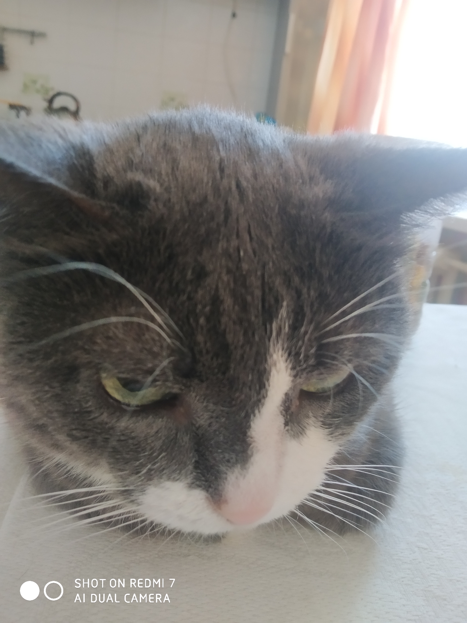 A close-up shot shows a gray and white cat, its head filling most of the frame. The cat has green eyes and its gaze is downward. The cat's nose is pink. The background is blurred, showing a room interior with a window and what appears to be kitchen accessories. The bottom left corner of the image has white lettering: "SHOT ON REDMI 7 AI DUAL CAMERA". The location is specified as Chaikovsky, Russia.